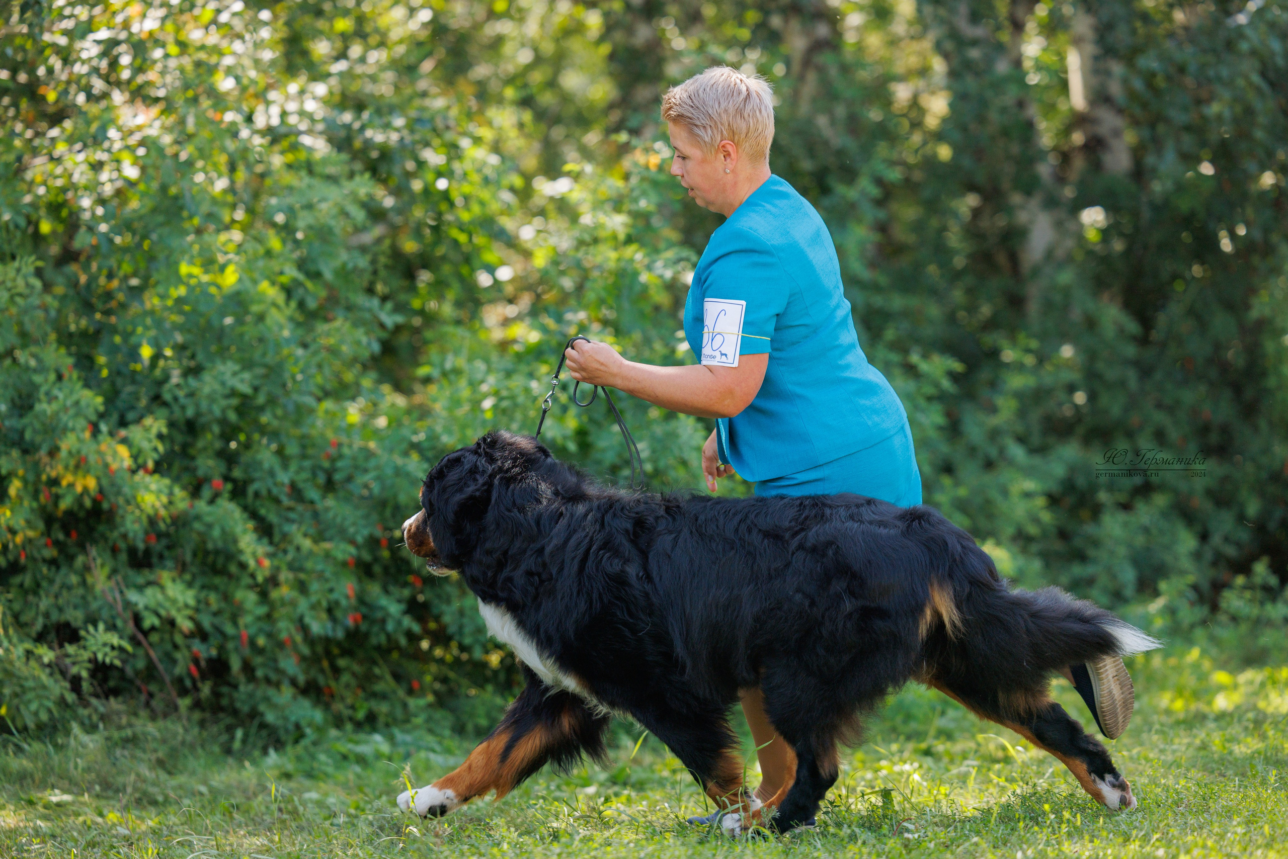 Астана 2хCACIB 17-18.08.2024. Фотограф-анималист Юлия Германика