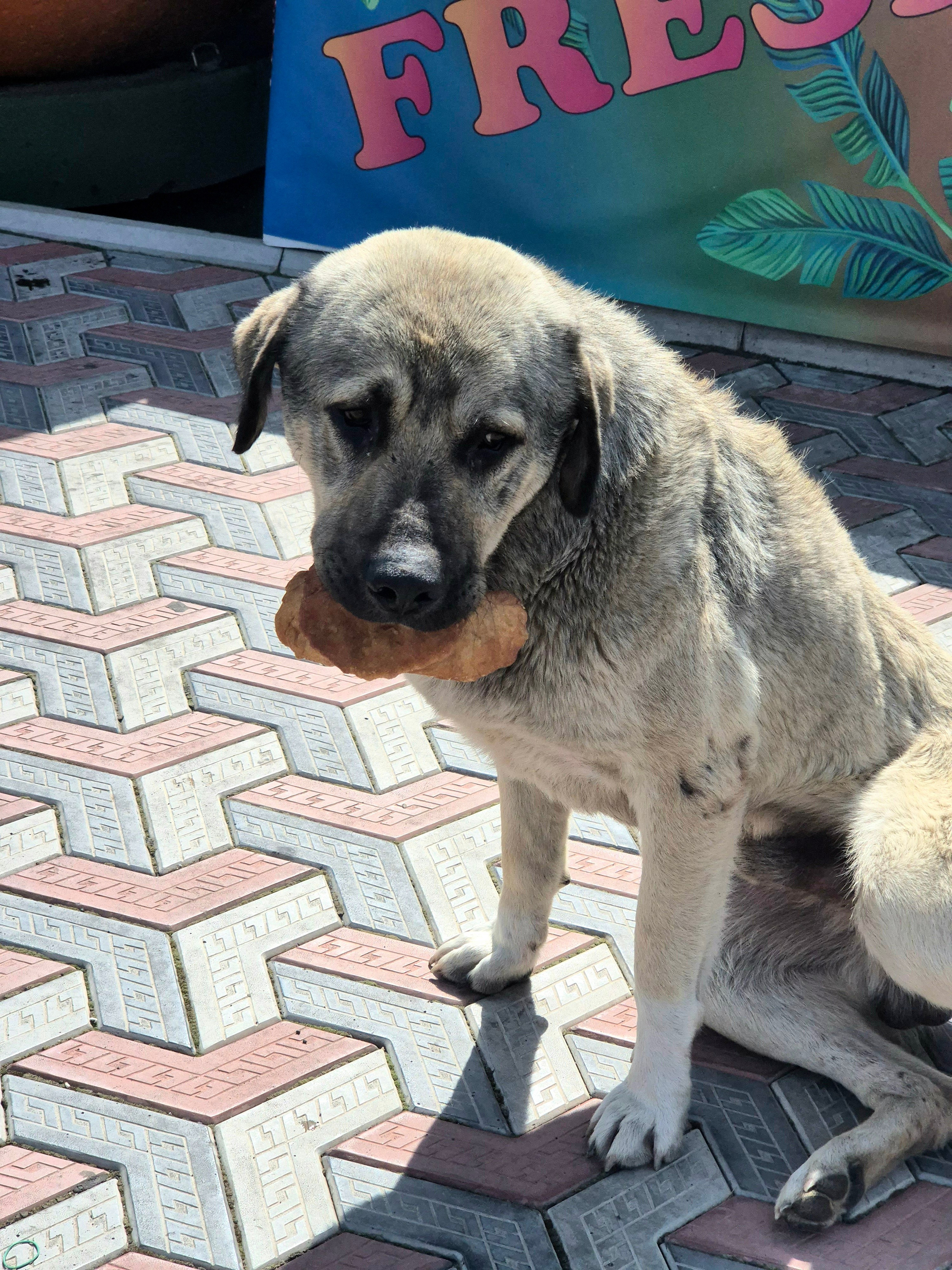 Другой раздобыл пару пирожков на завтрак