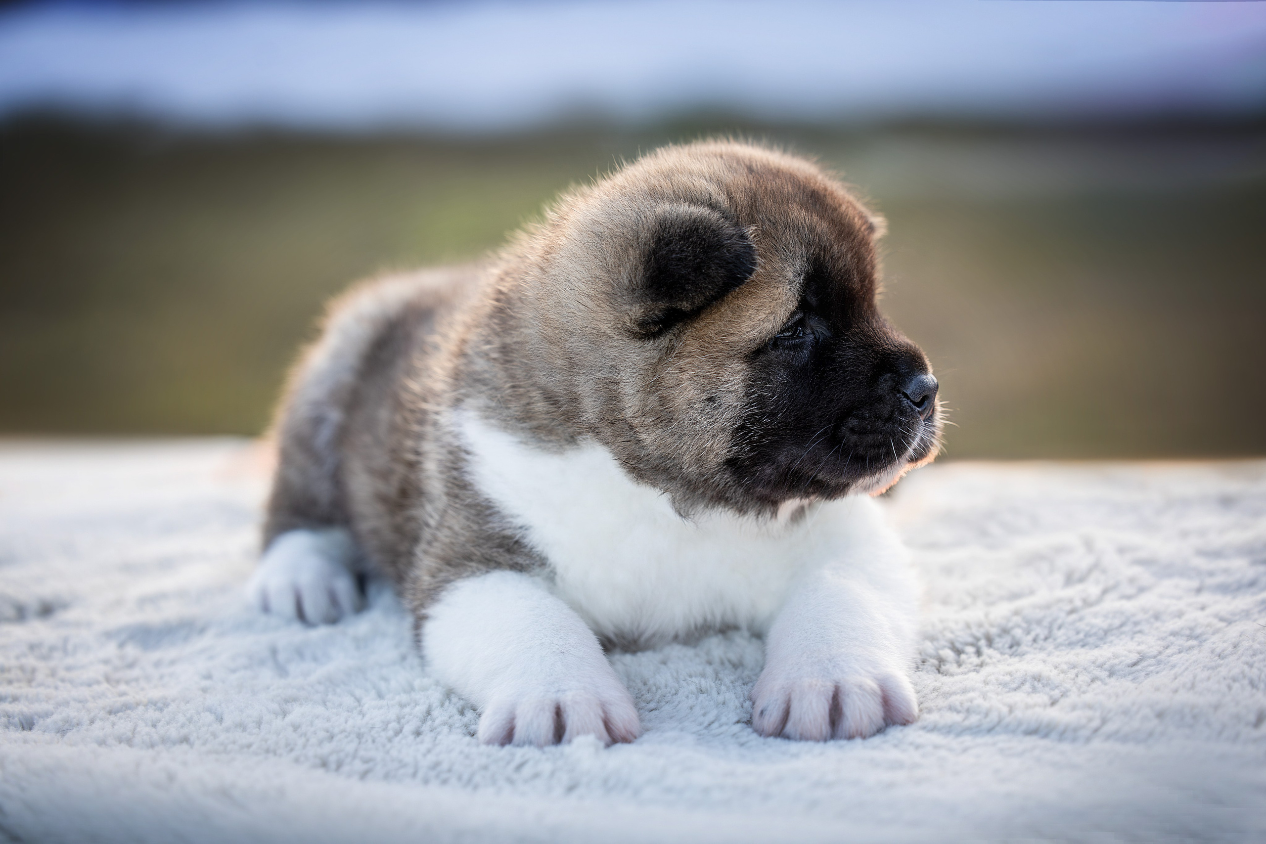 Щеночки Ам. Акиты. Главная