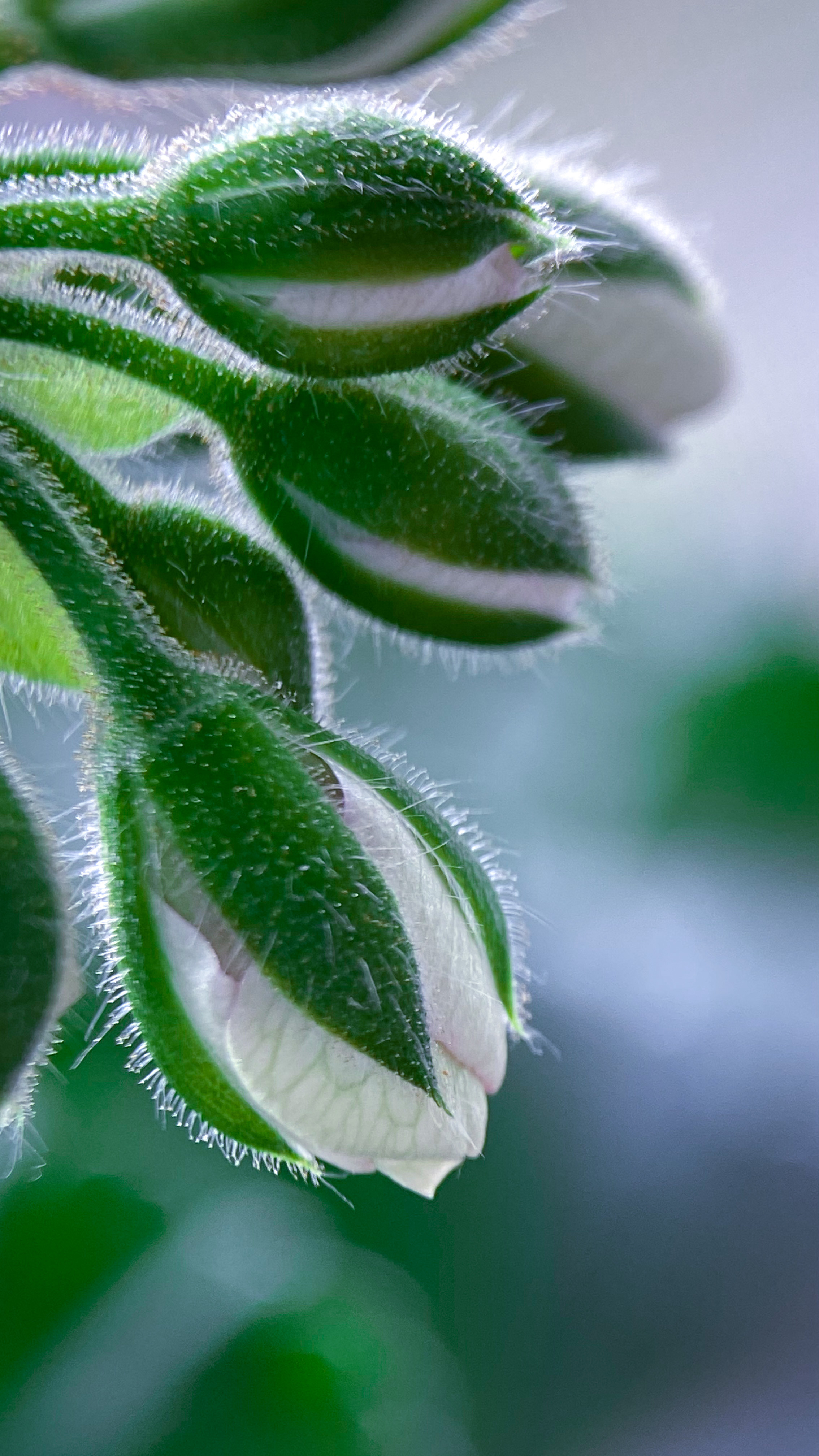 Макросъемка. Фотограф и видеограф в Ставрополе Инна Попова