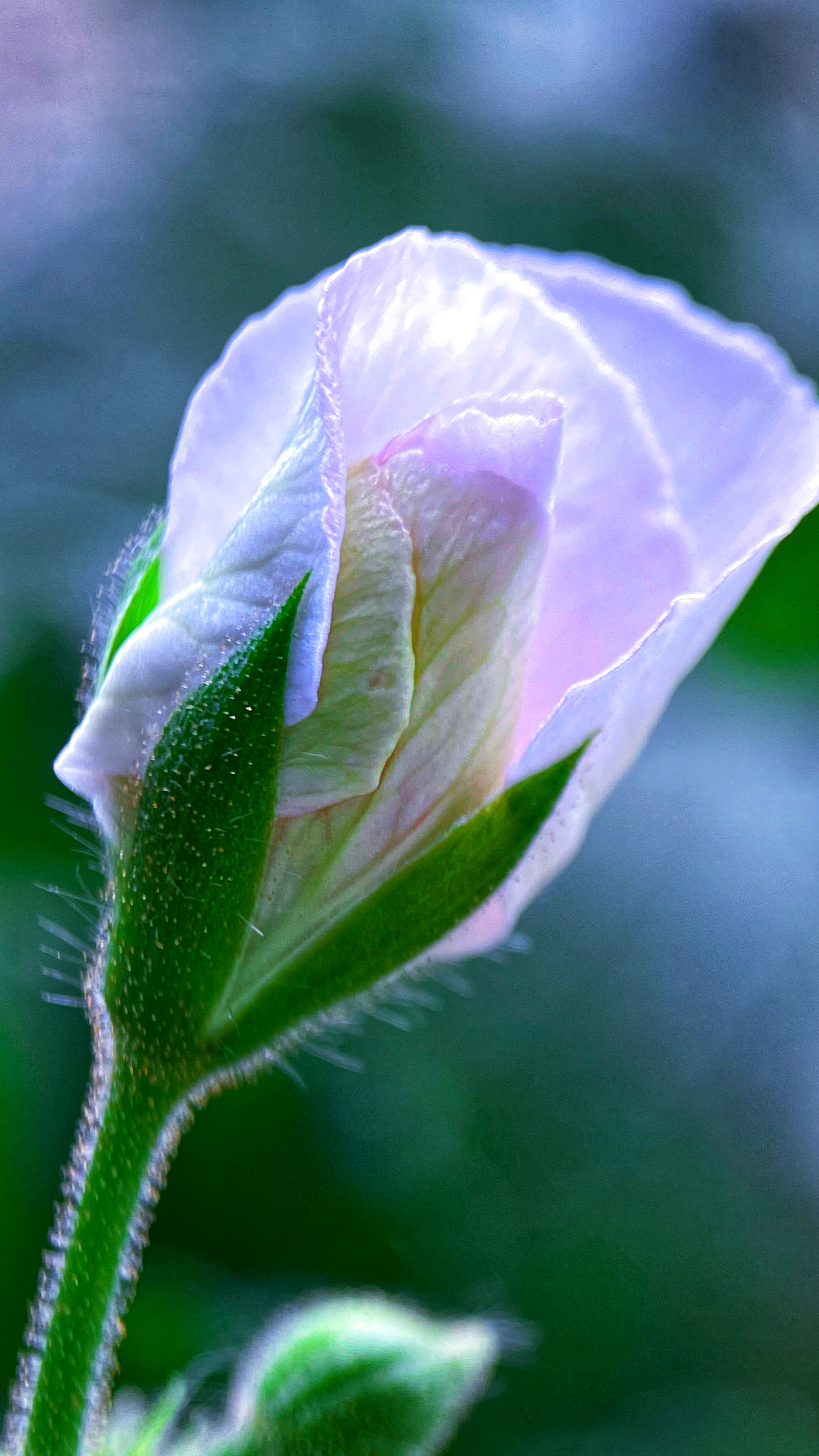 Макросъемка. Фотограф и видеограф в Ставрополе Инна Попова