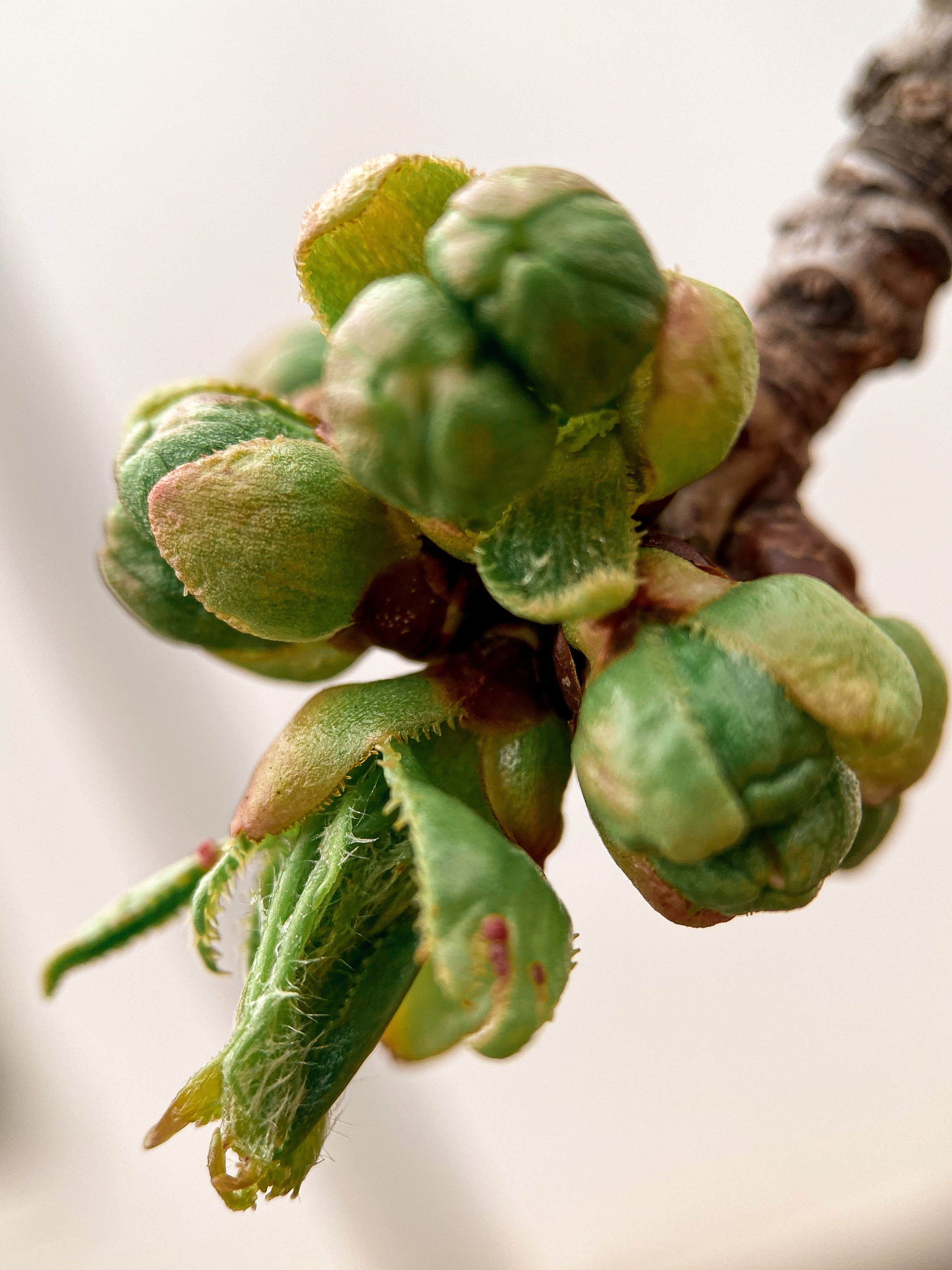 Макросъемка. Фотограф и видеограф в Ставрополе Инна Попова