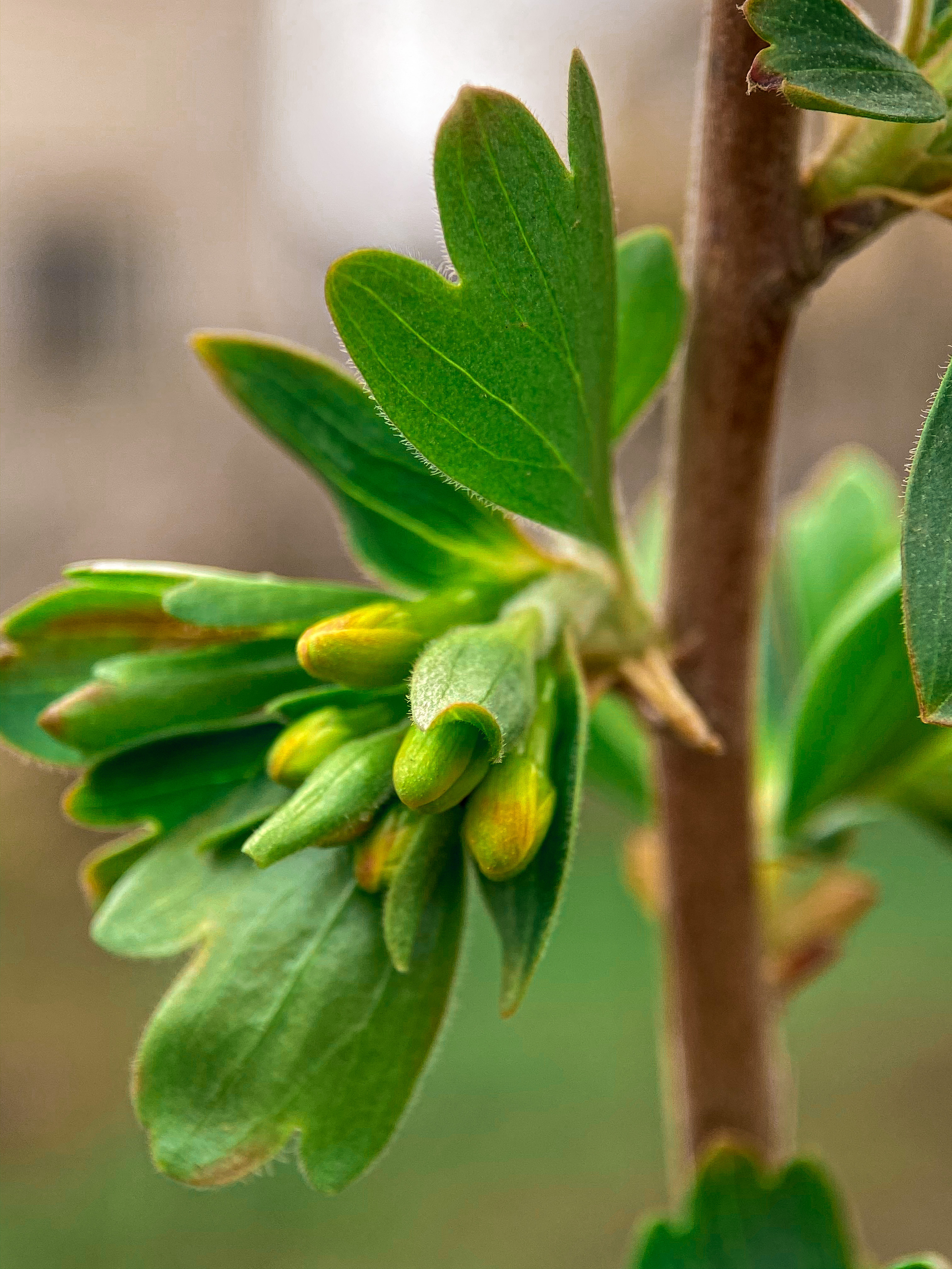 Макросъемка. Фотограф и видеограф в Ставрополе Инна Попова