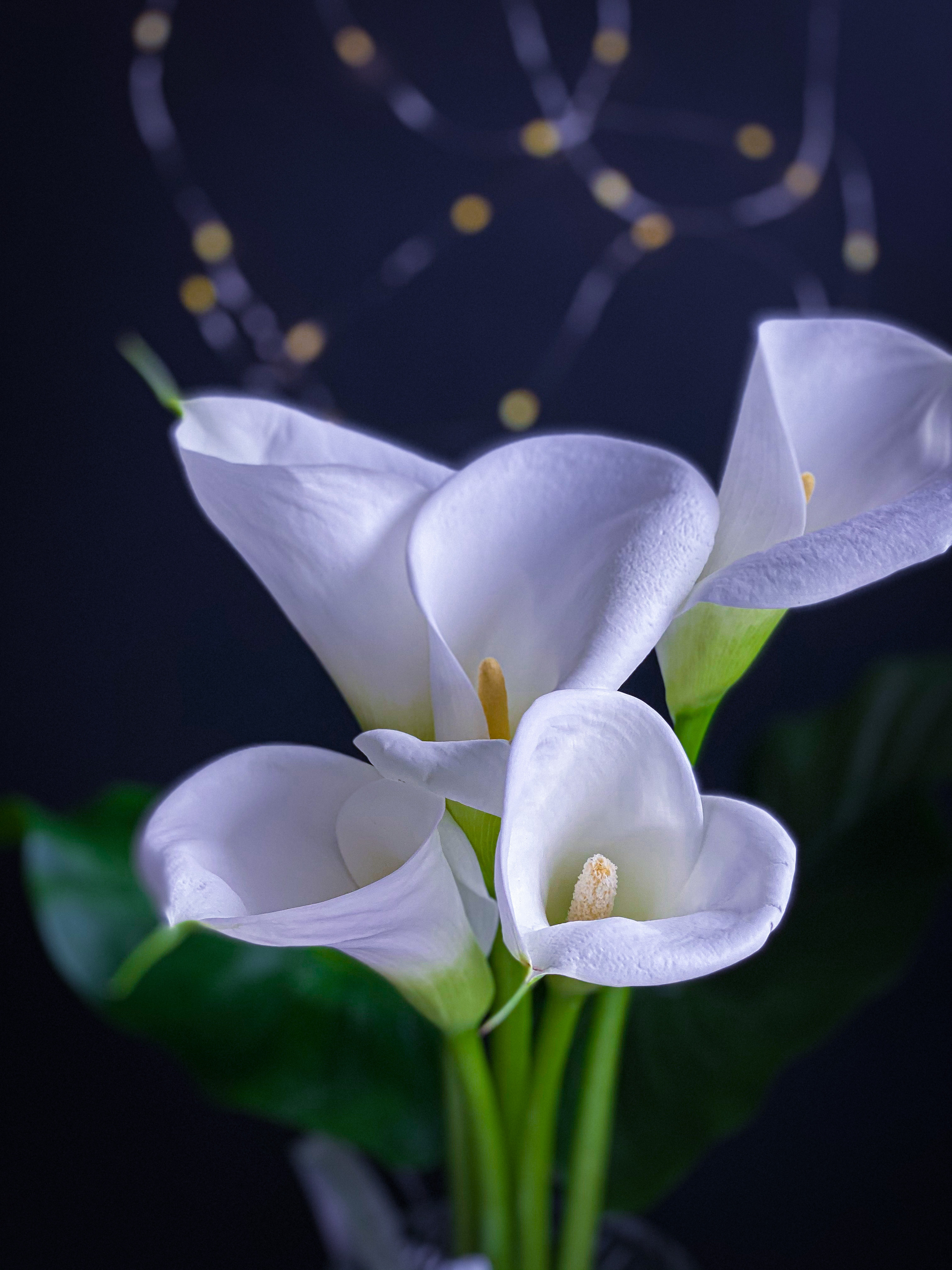 Предметная сьемка. Фотограф и видеограф в Ставрополе Инна Попова