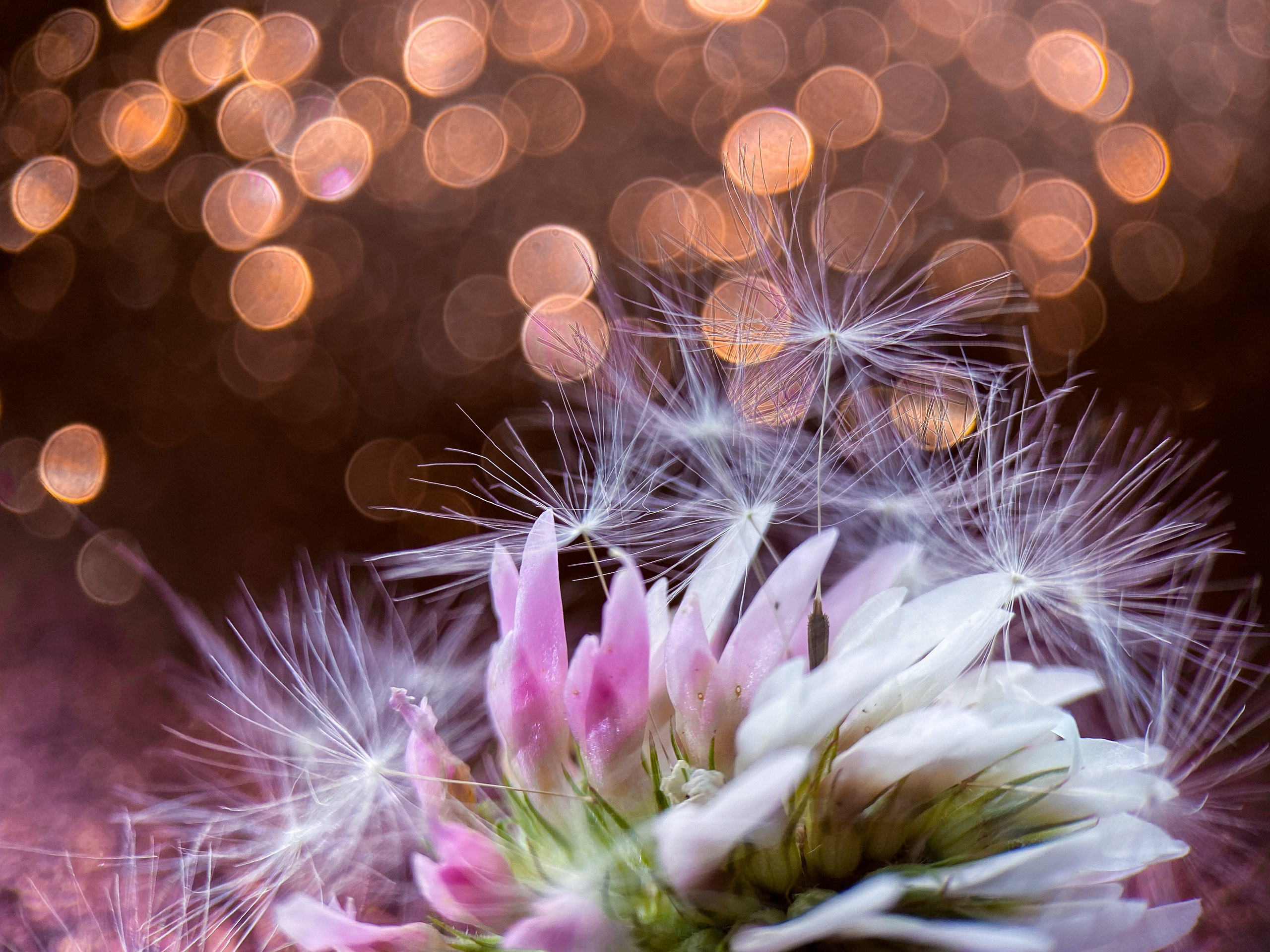 Макросъемка. Фотограф и видеограф в Ставрополе Инна Попова