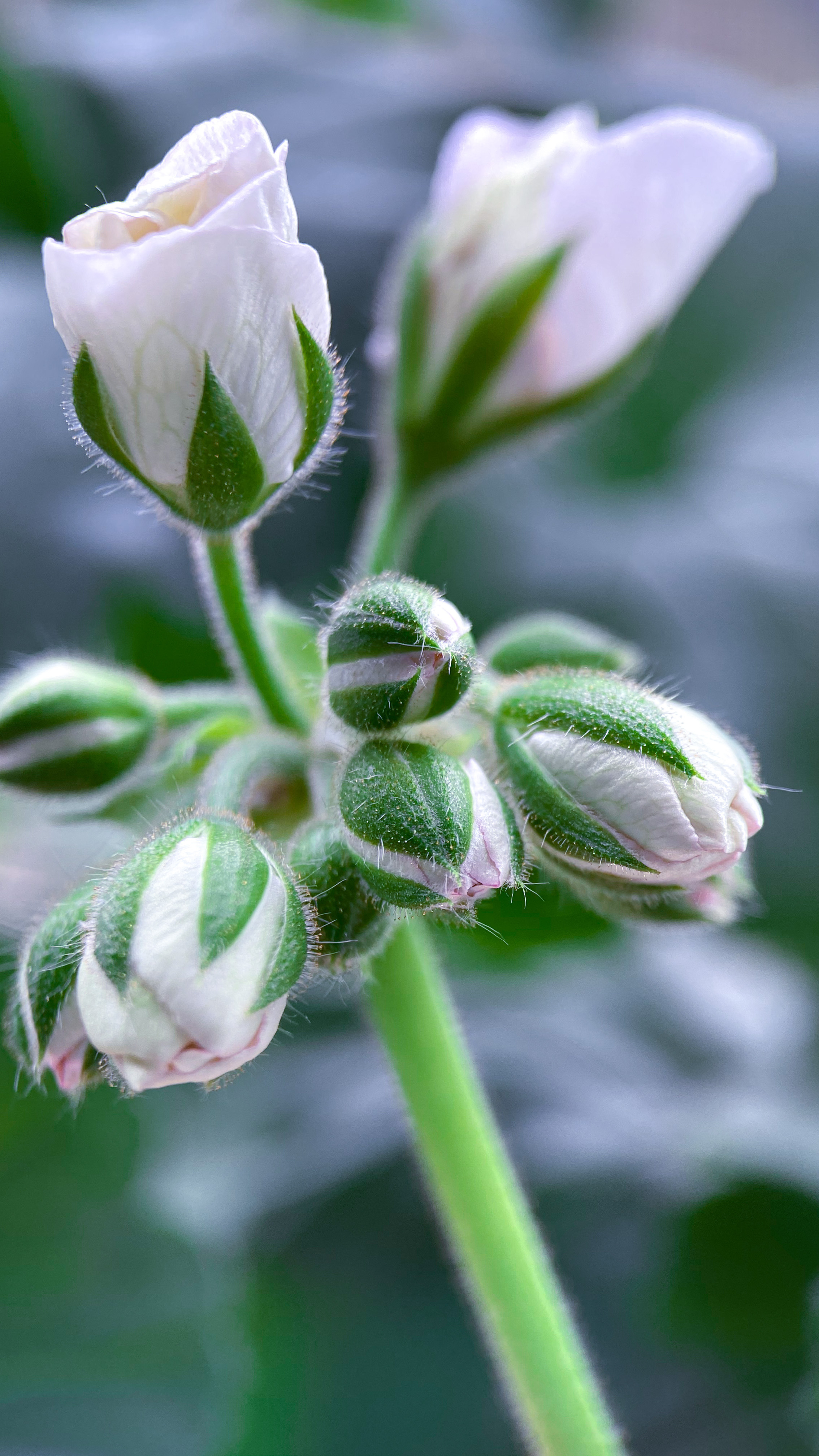 Макросъемка. Фотограф и видеограф в Ставрополе Инна Попова