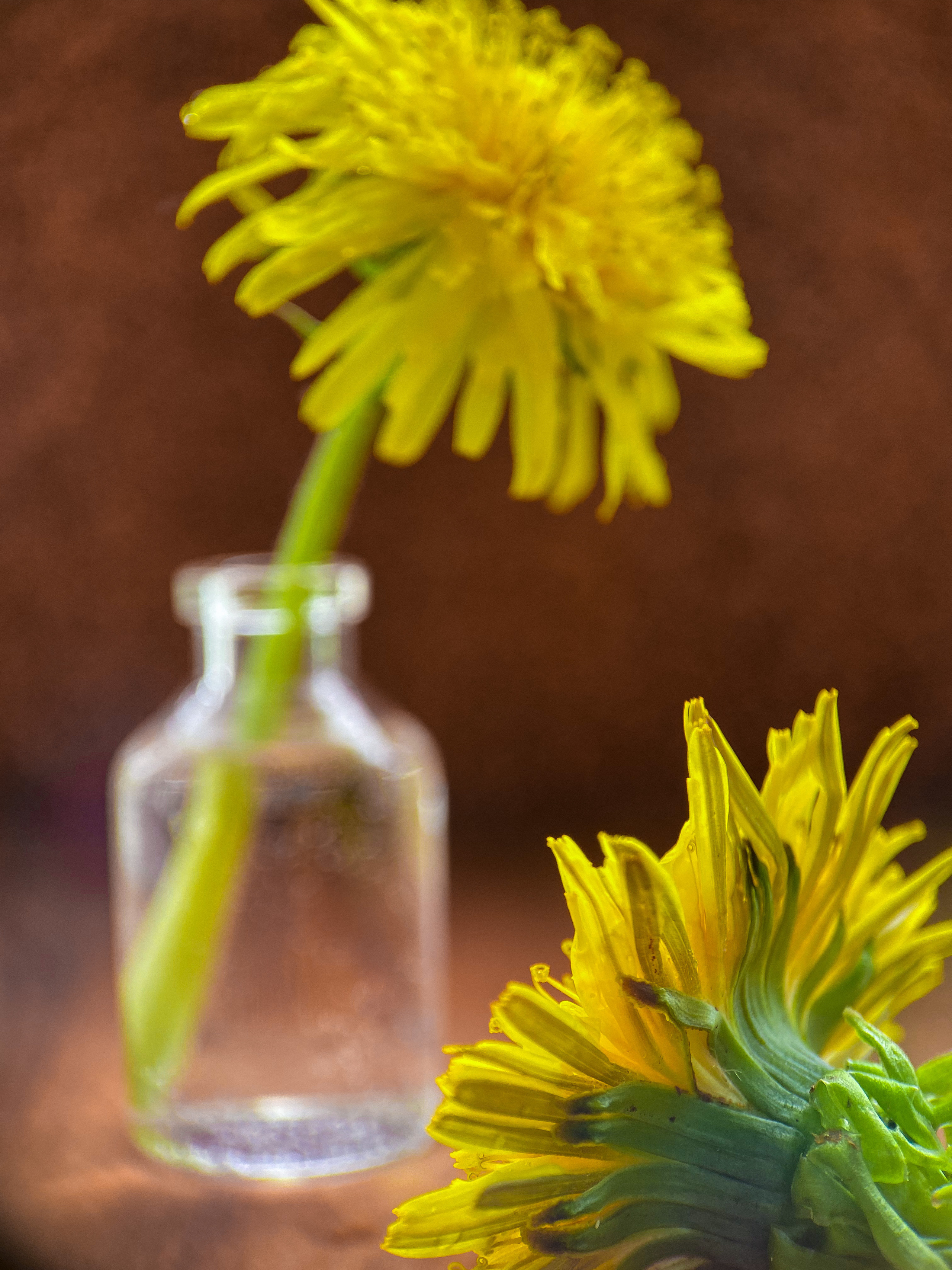 Макросъемка. Фотограф и видеограф в Ставрополе Инна Попова