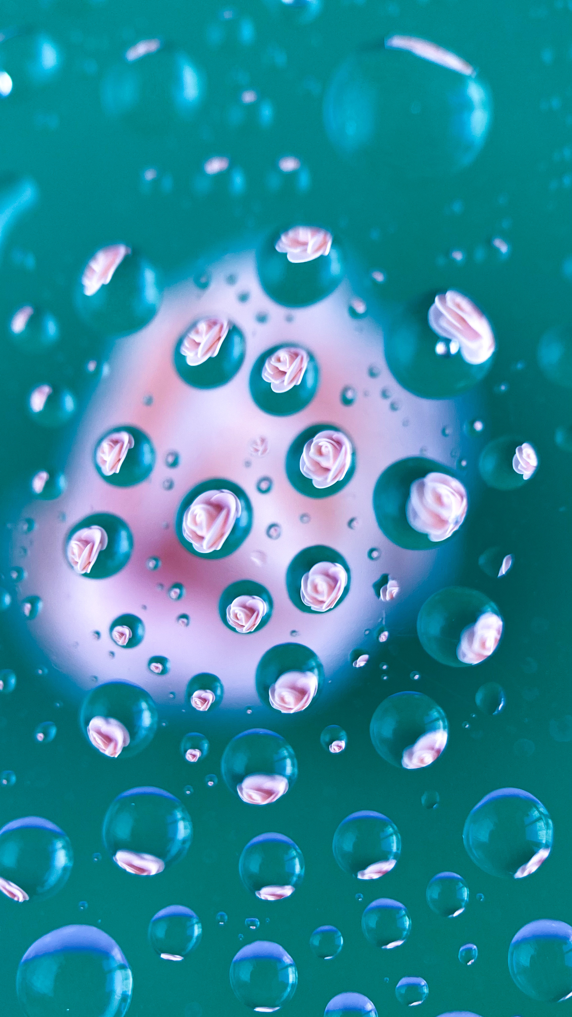 Макросъемка. Фотограф и видеограф в Ставрополе Инна Попова