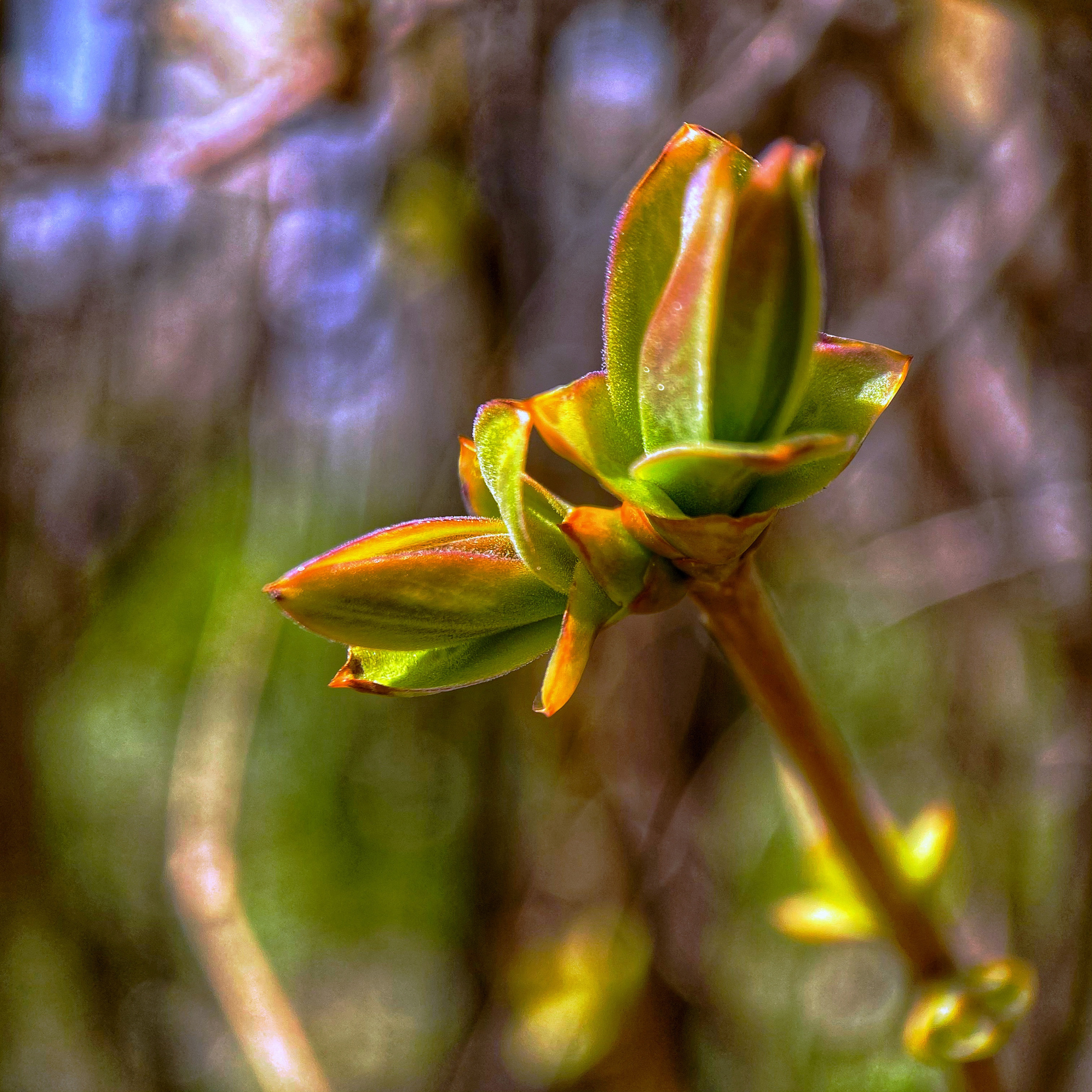 Макросъемка. Фотограф и видеограф в Ставрополе Инна Попова
