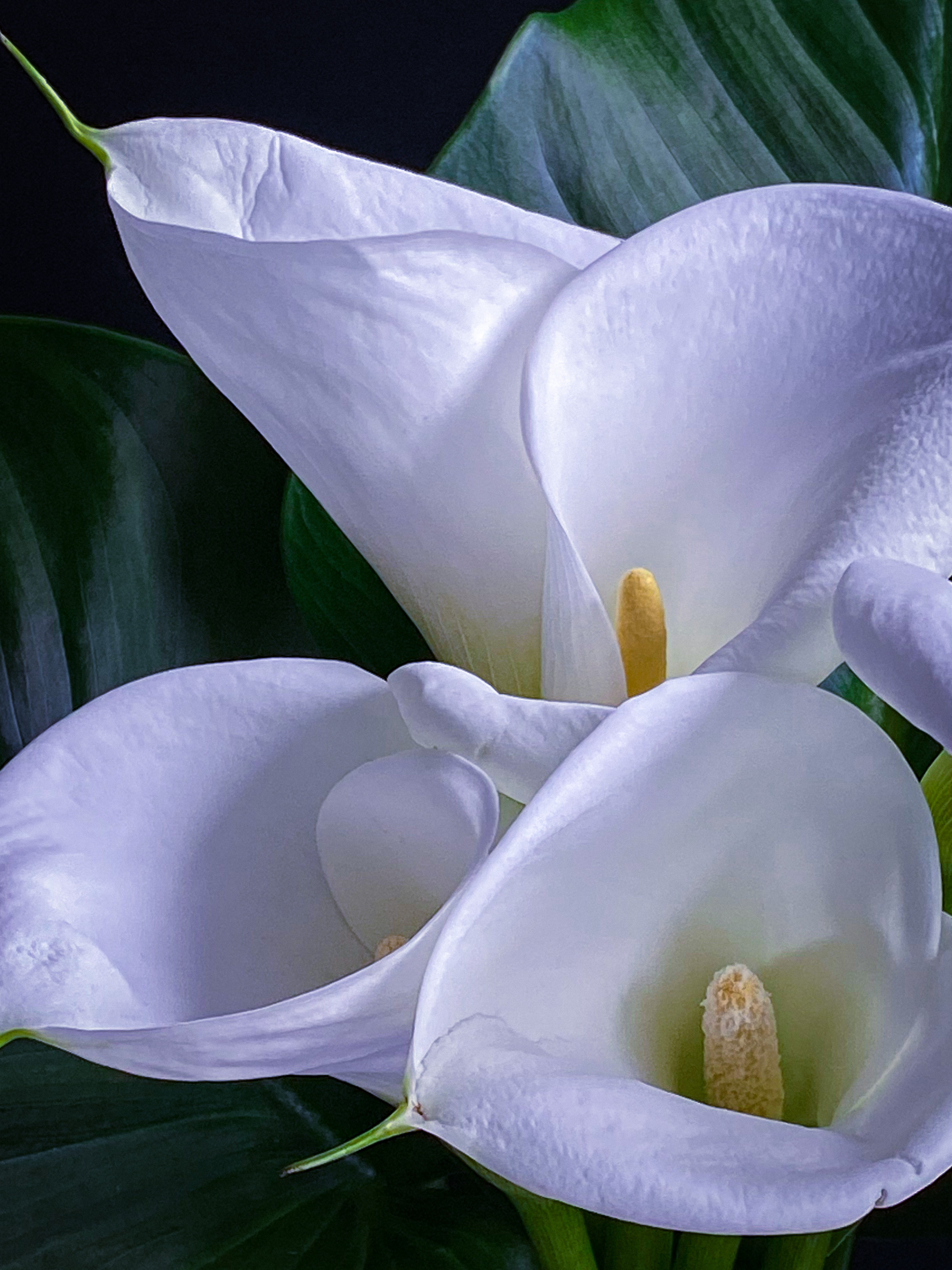 Предметная сьемка. Фотограф и видеограф в Ставрополе Инна Попова