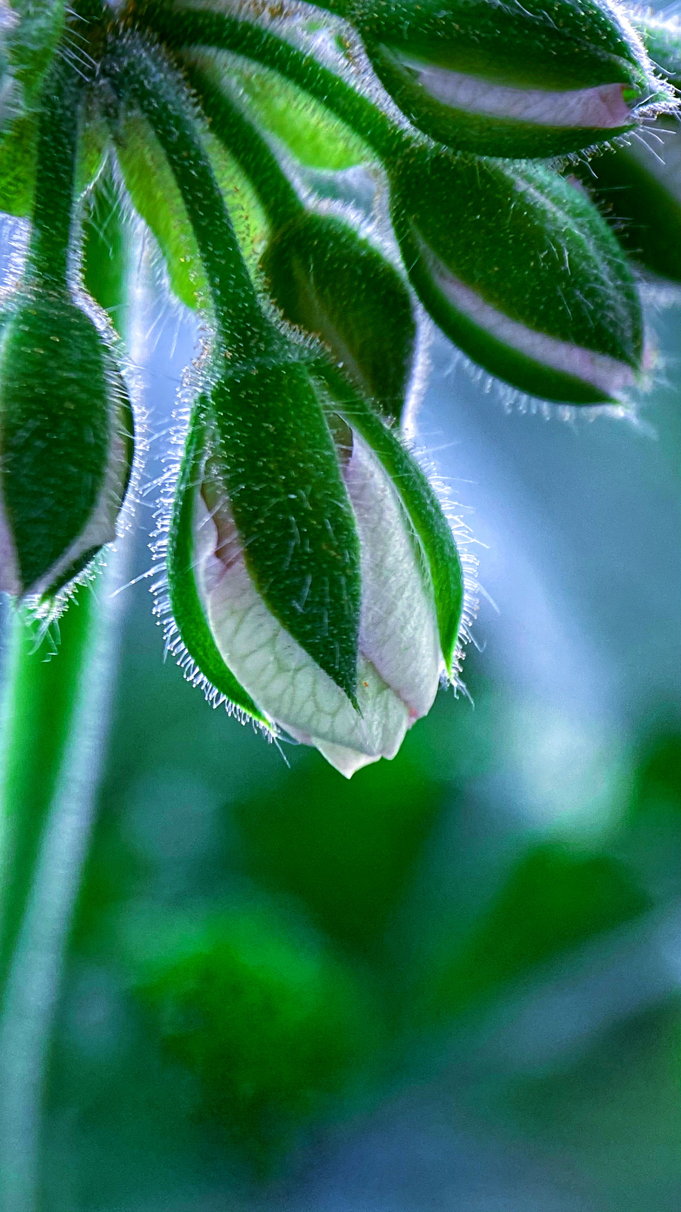 Макросъемка. Фотограф и видеограф в Ставрополе Инна Попова