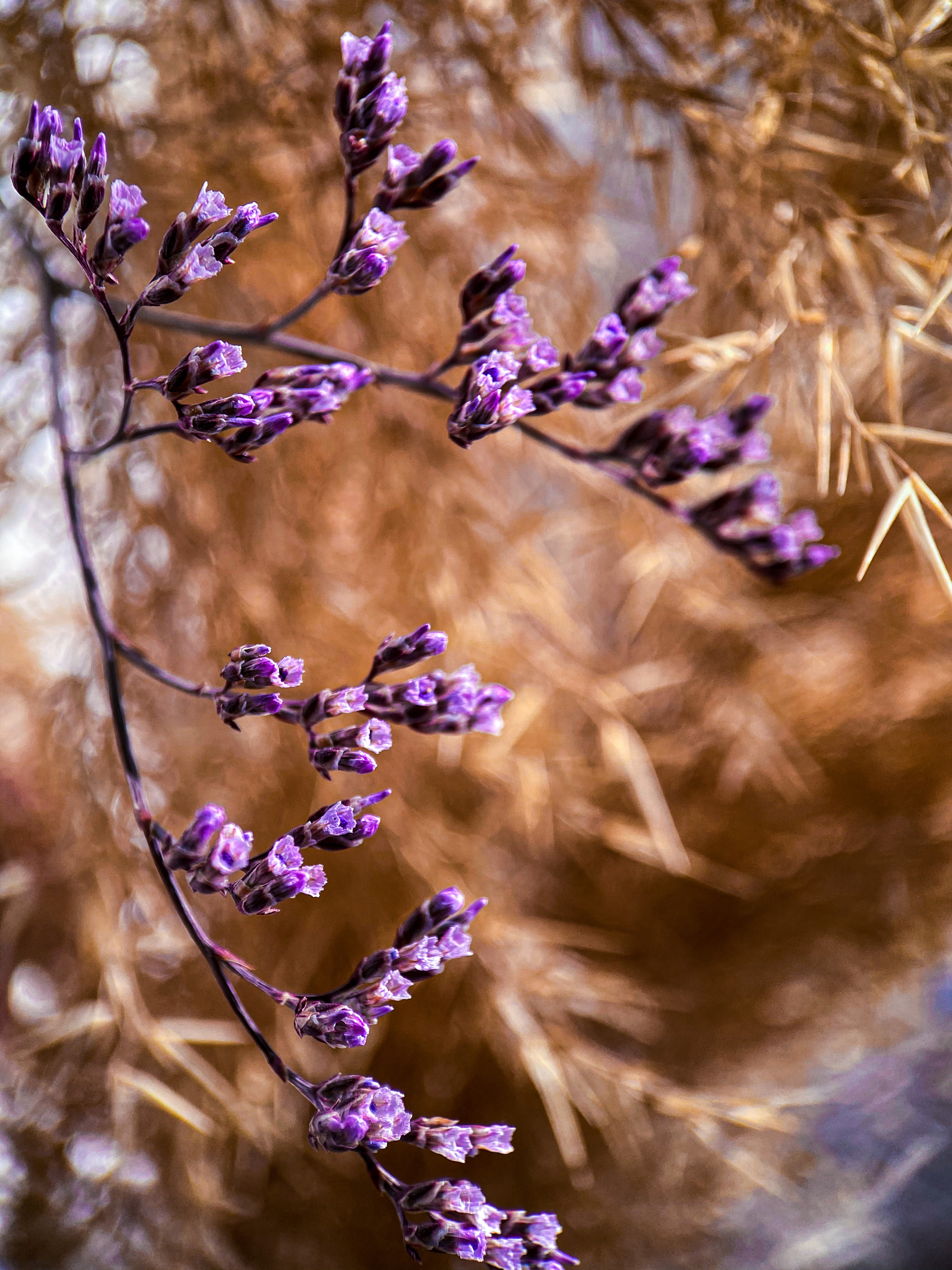 Макросъемка. Фотограф и видеограф в Ставрополе Инна Попова