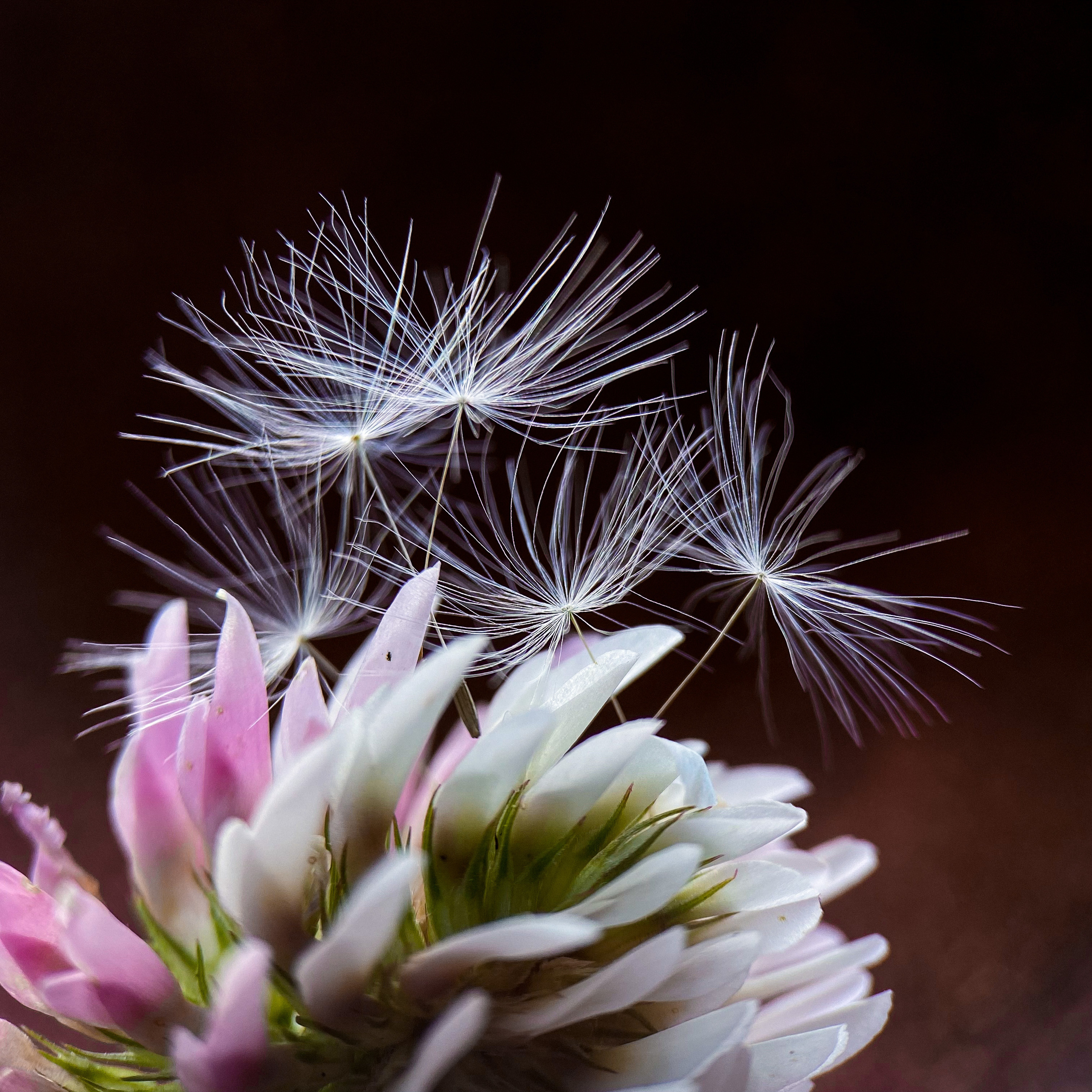 Макросъемка. Фотограф и видеограф в Ставрополе Инна Попова