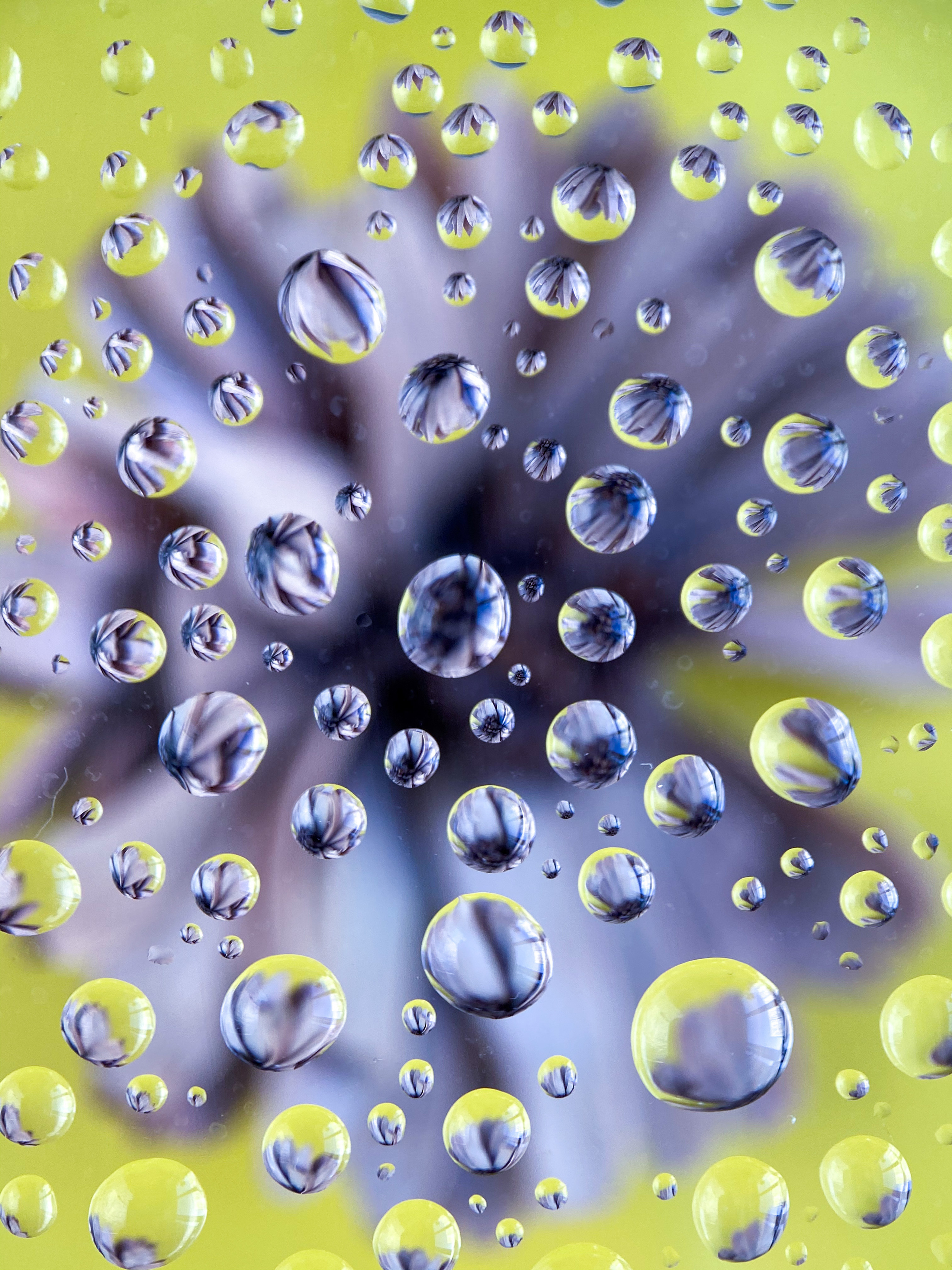 Макросъемка. Фотограф и видеограф в Ставрополе Инна Попова