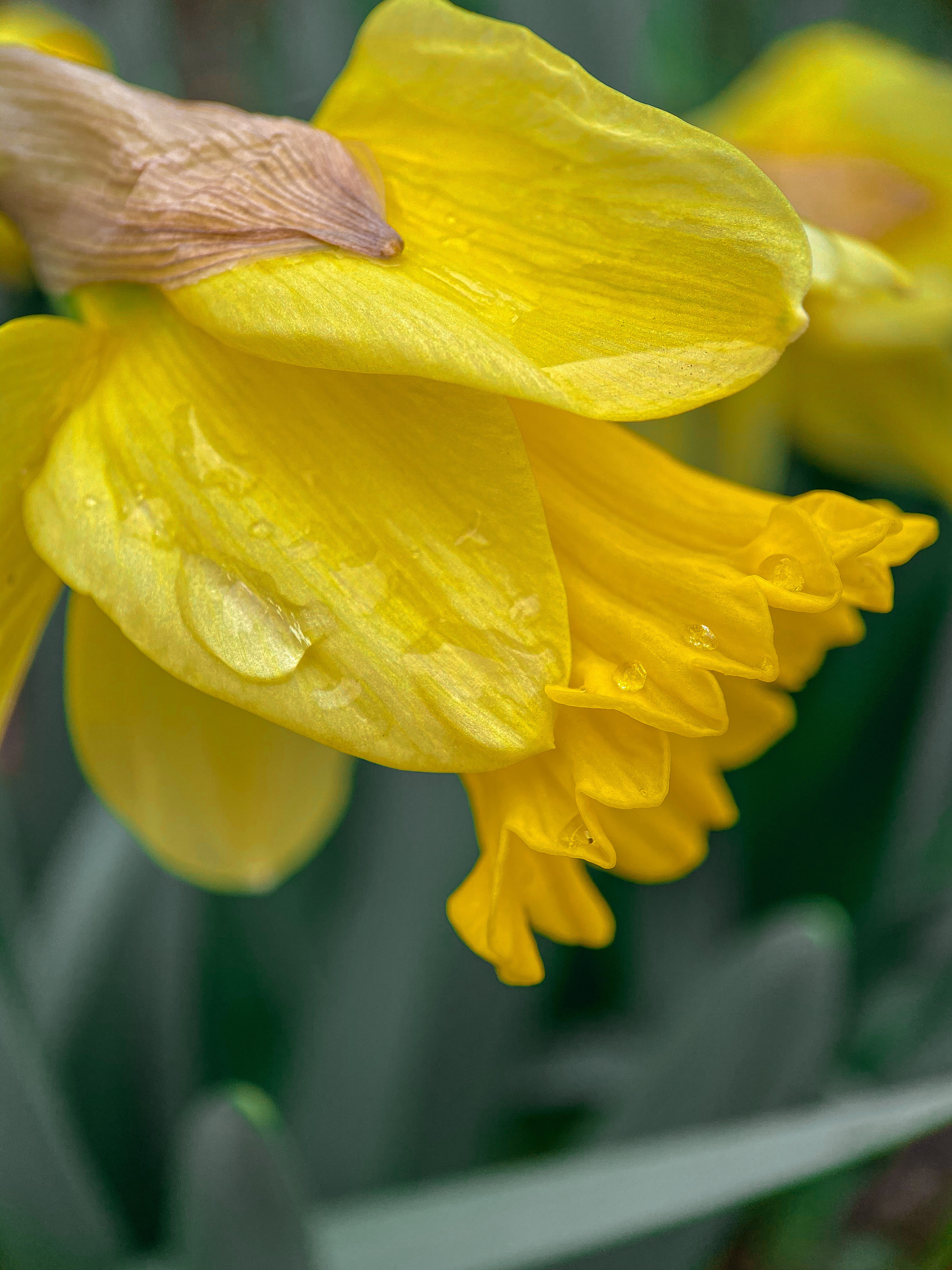 Макросъемка. Фотограф и видеограф в Ставрополе Инна Попова