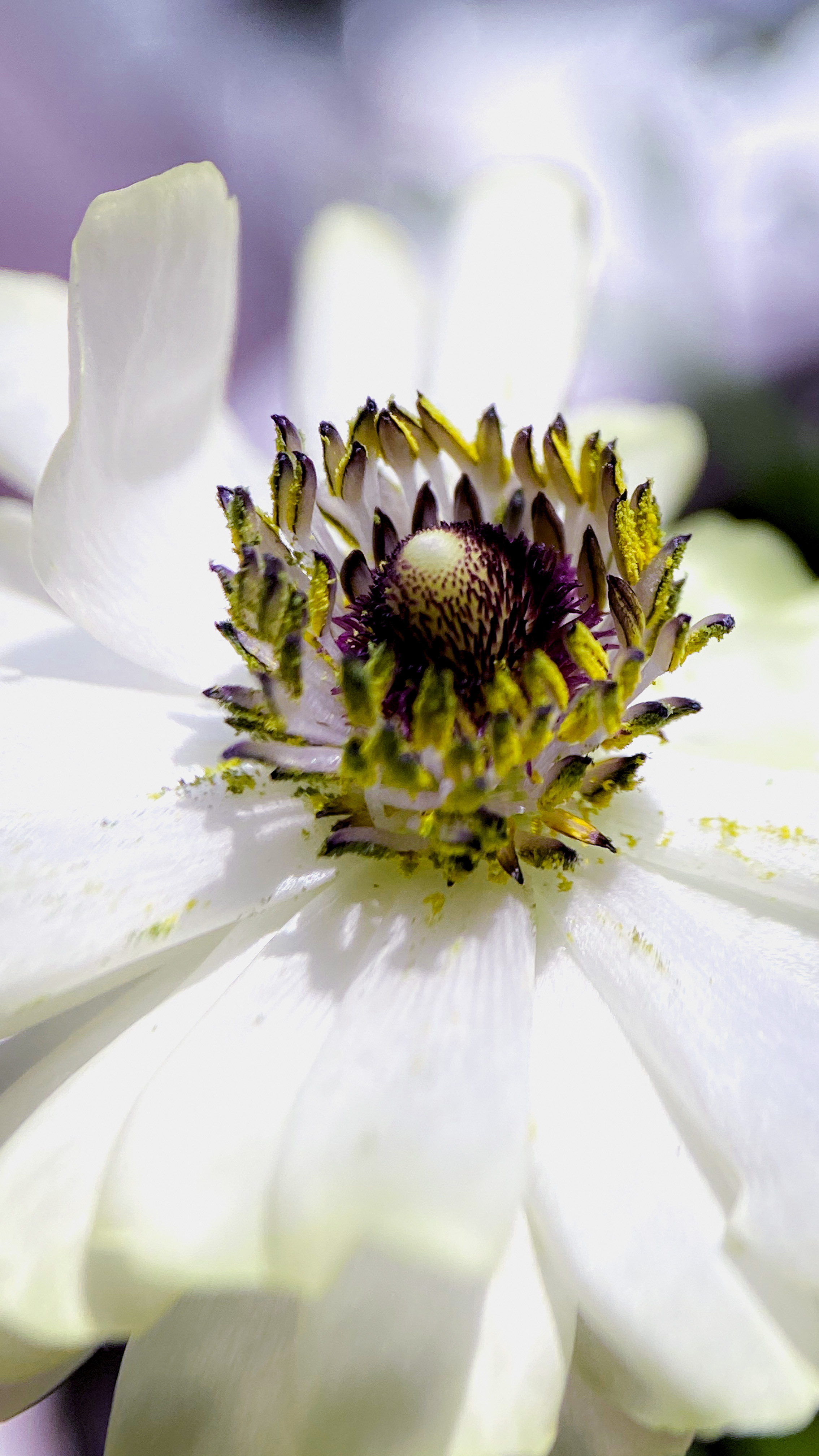 Макросъемка. Фотограф и видеограф в Ставрополе Инна Попова
