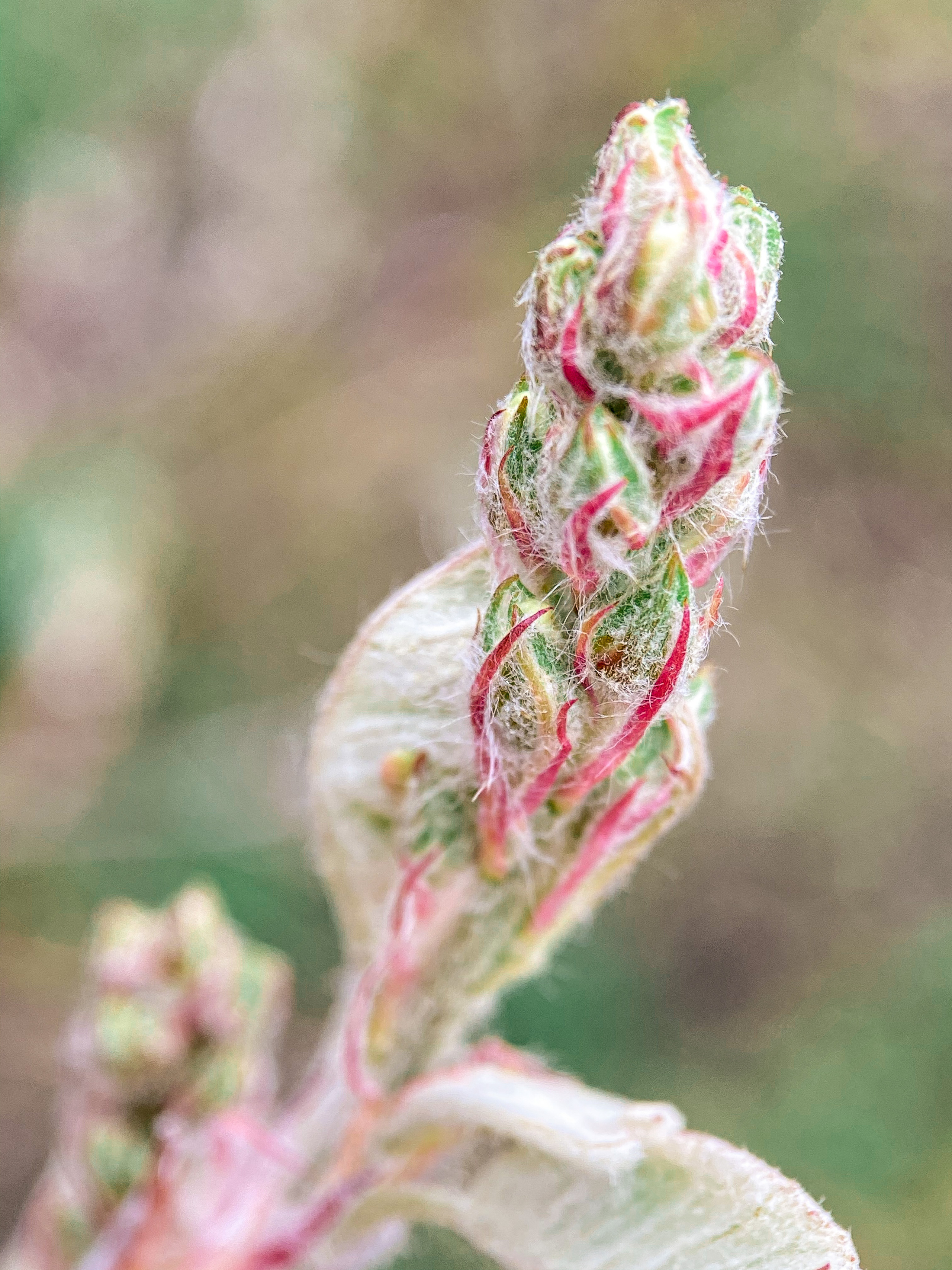 Макросъемка. Фотограф и видеограф в Ставрополе Инна Попова