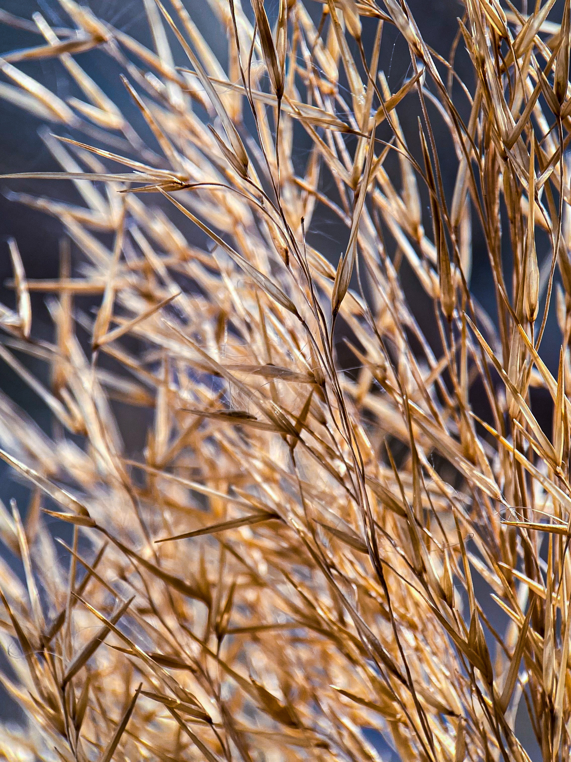 Макросъемка. Фотограф и видеограф в Ставрополе Инна Попова