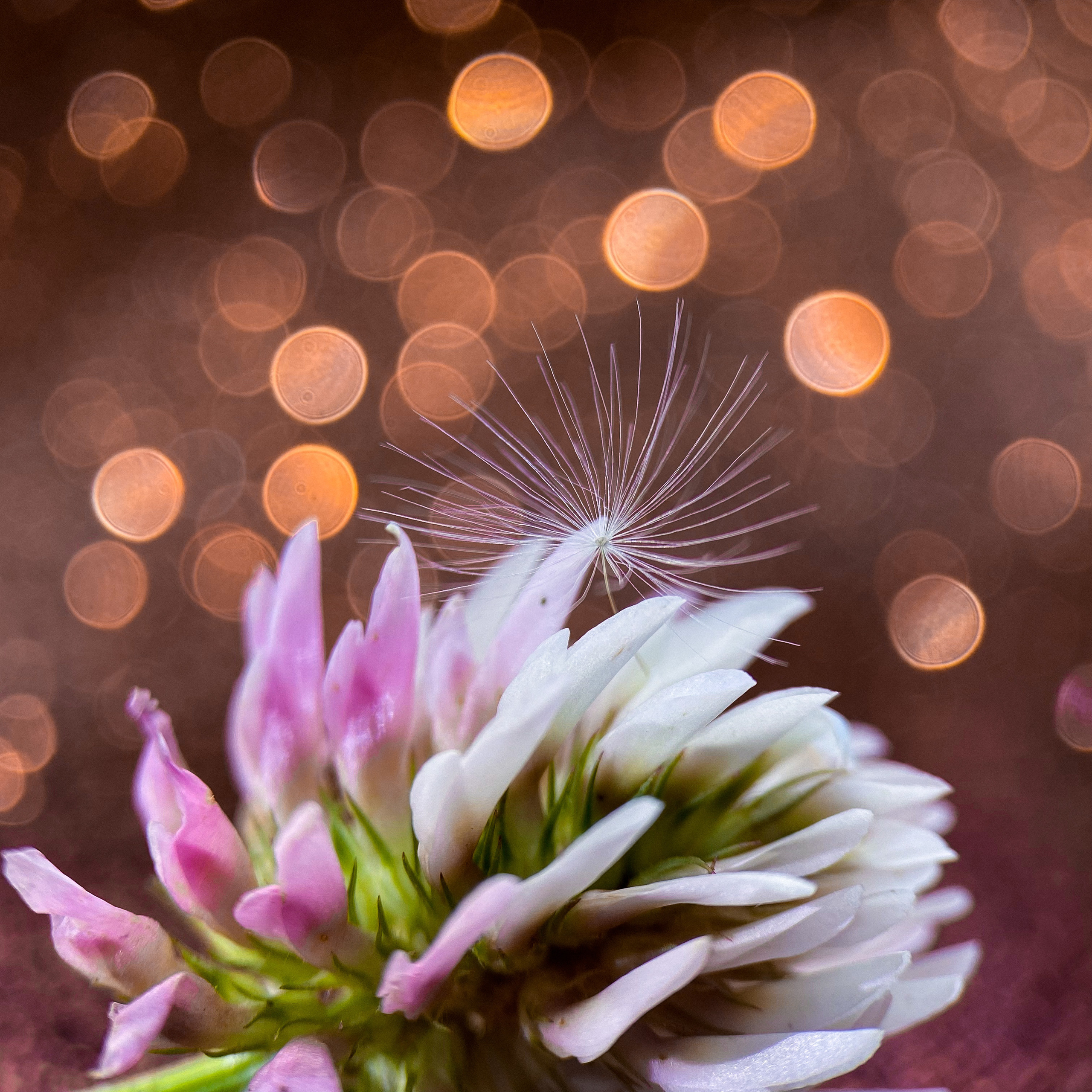 Макросъемка. Фотограф и видеограф в Ставрополе Инна Попова