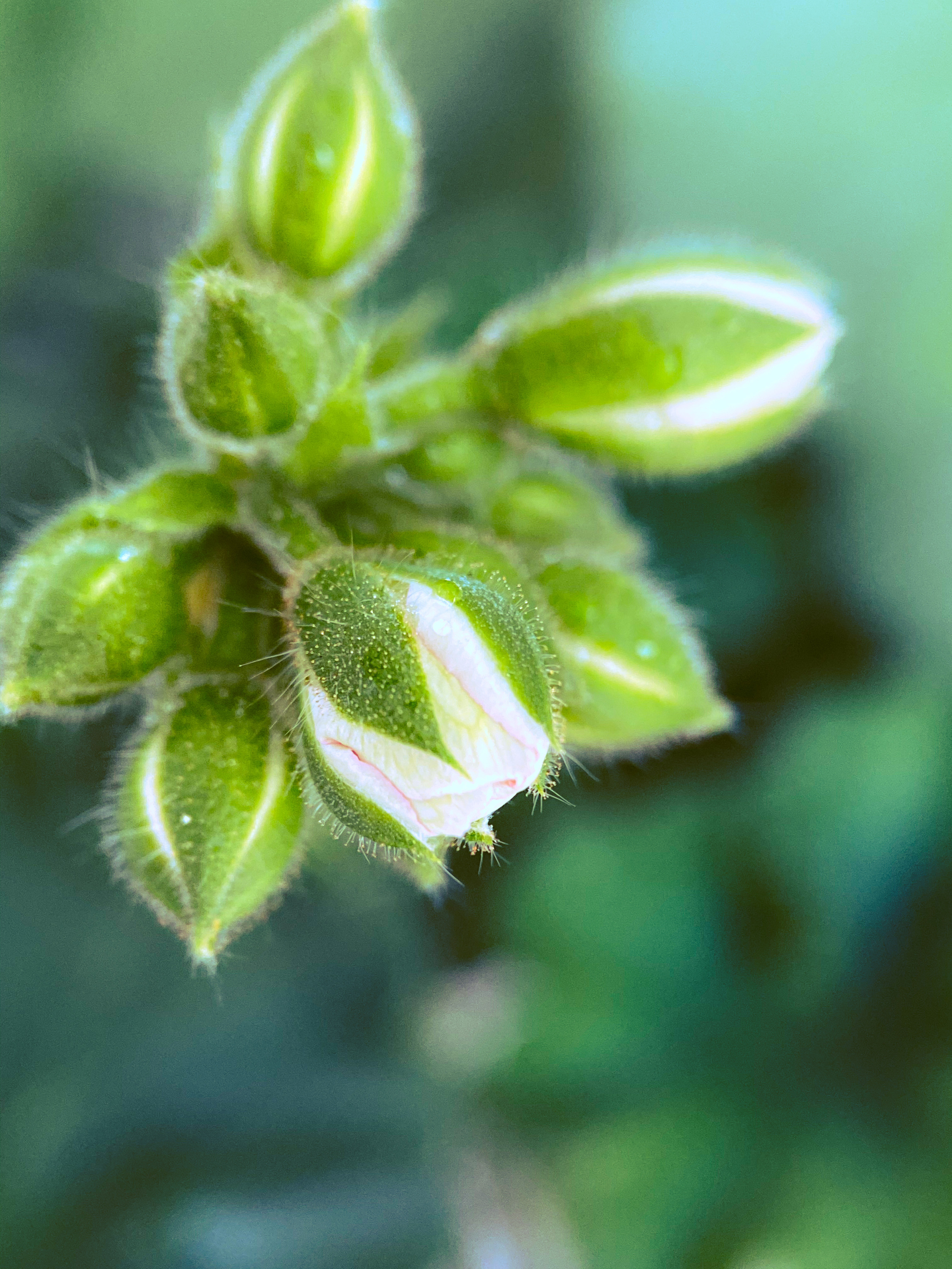 Макросъемка. Фотограф и видеограф в Ставрополе Инна Попова