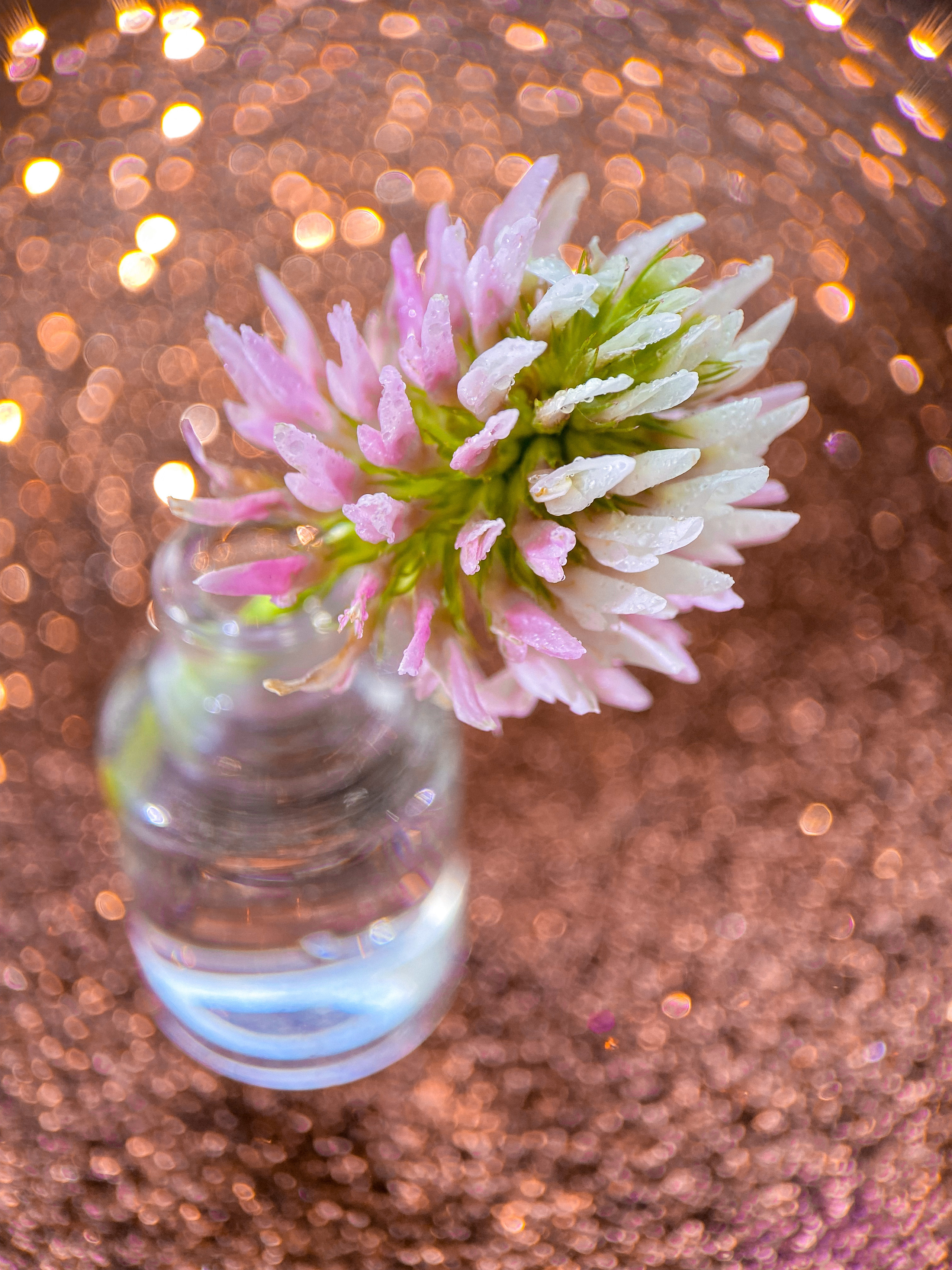 Макросъемка. Фотограф и видеограф в Ставрополе Инна Попова