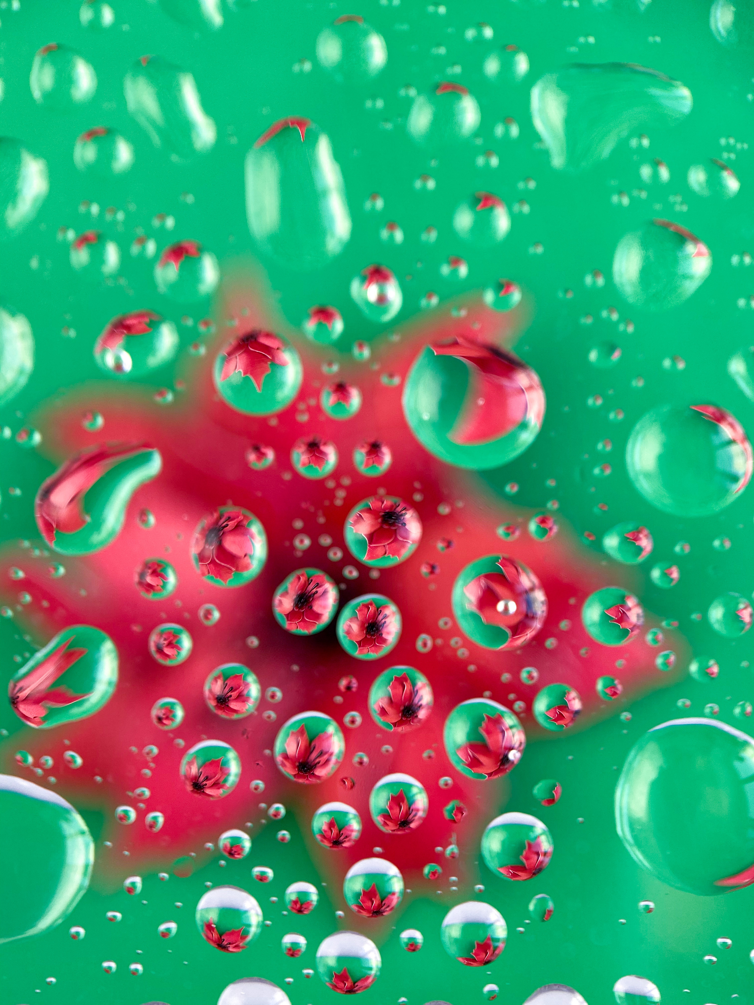 Макросъемка. Фотограф и видеограф в Ставрополе Инна Попова