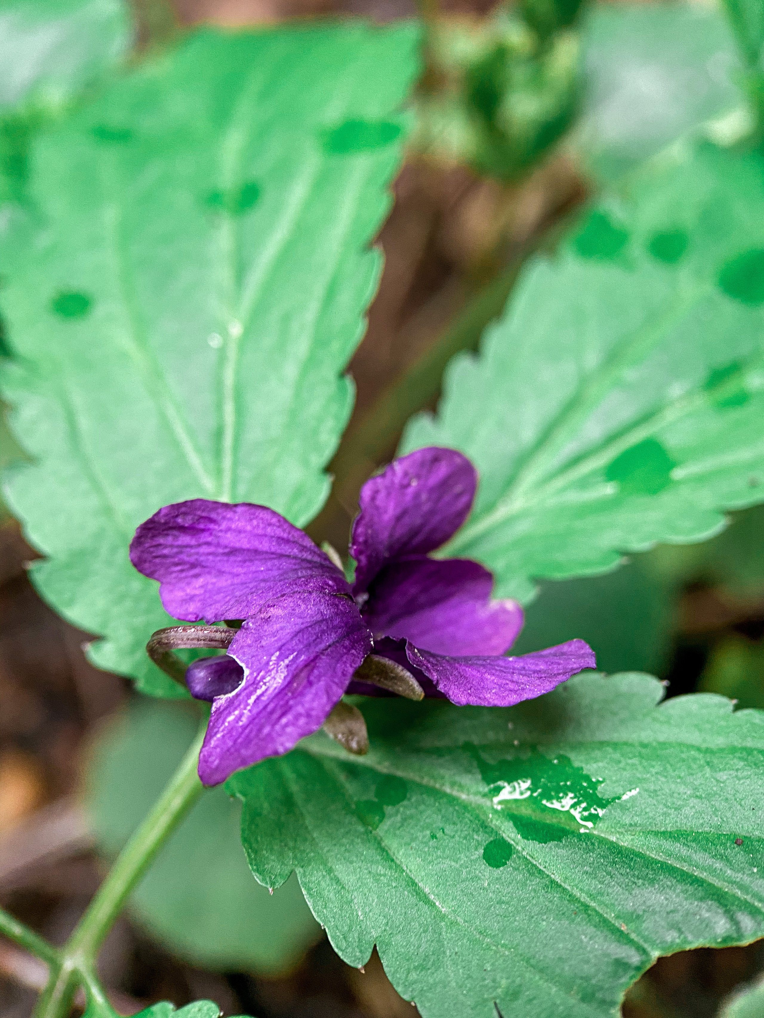 Макросъемка. Фотограф и видеограф в Ставрополе Инна Попова