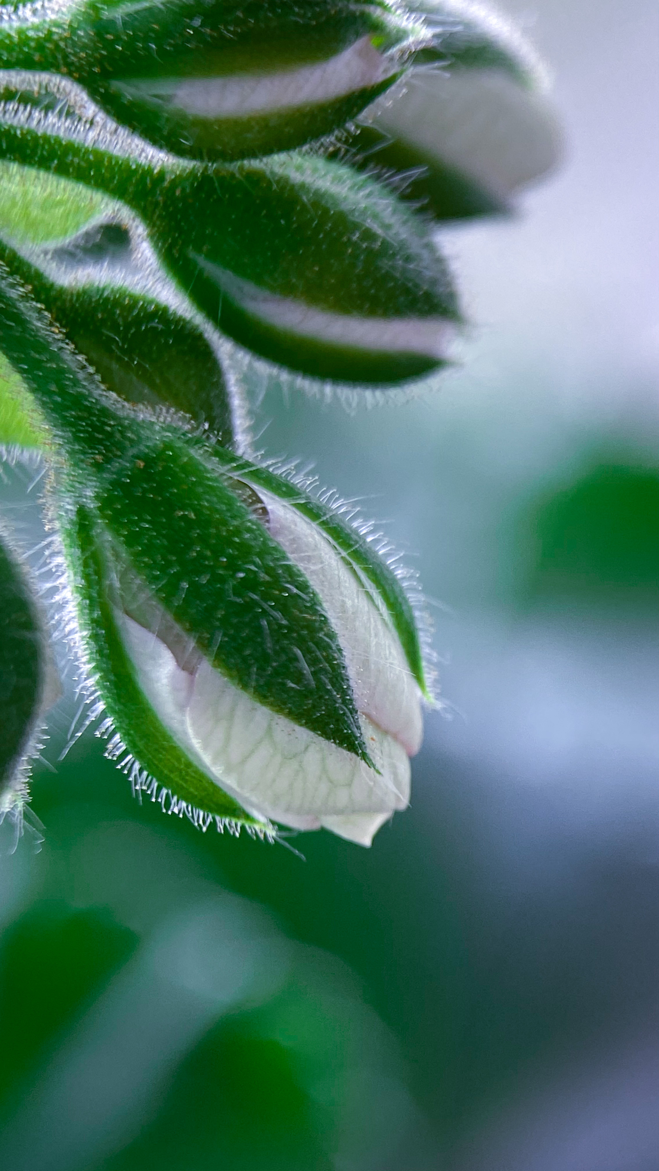 Макросъемка. Фотограф и видеограф в Ставрополе Инна Попова