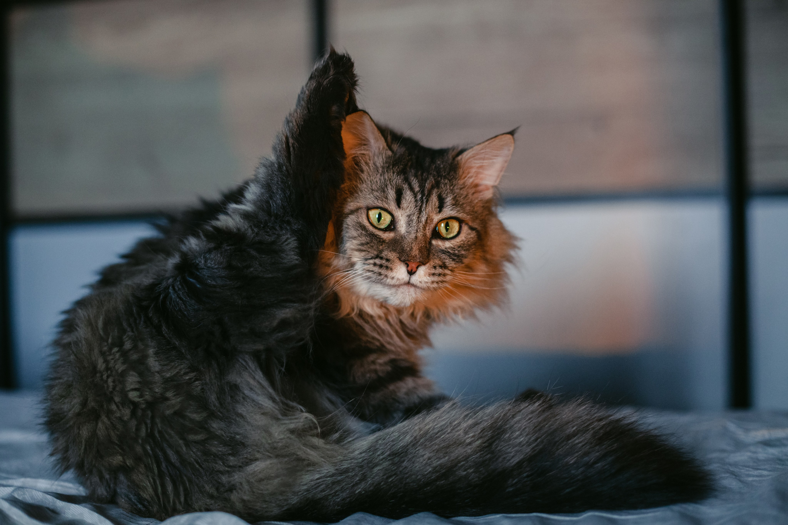 Домашняя фотосессия кота. Фотограф-анималист Татьяна Степанова