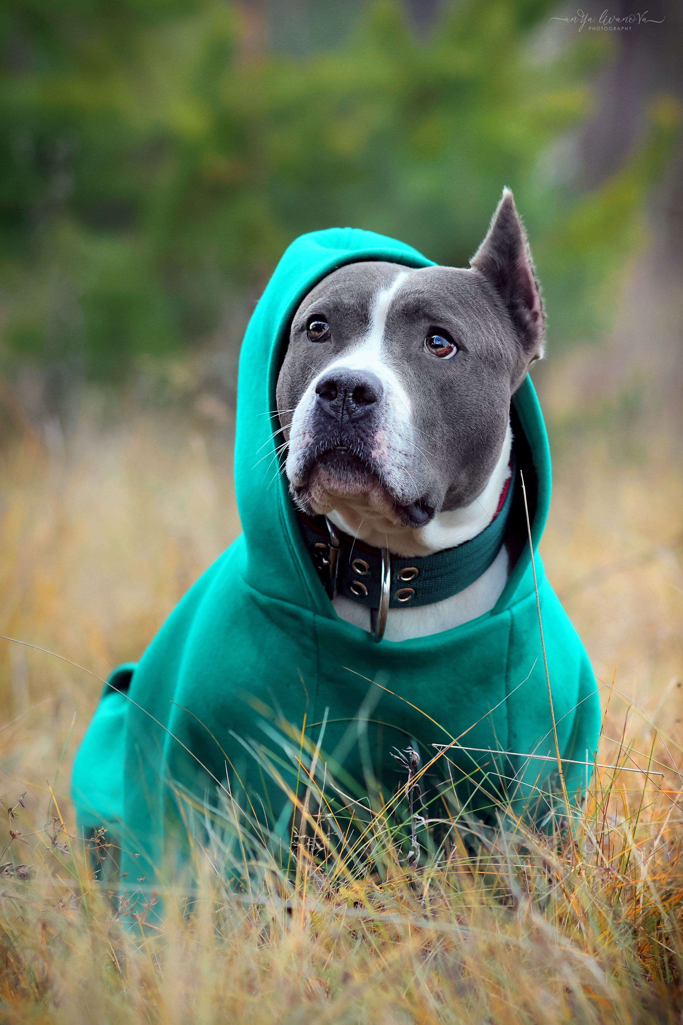 Деля. Фотограф анималист Аня Ливанова | Рыбинск