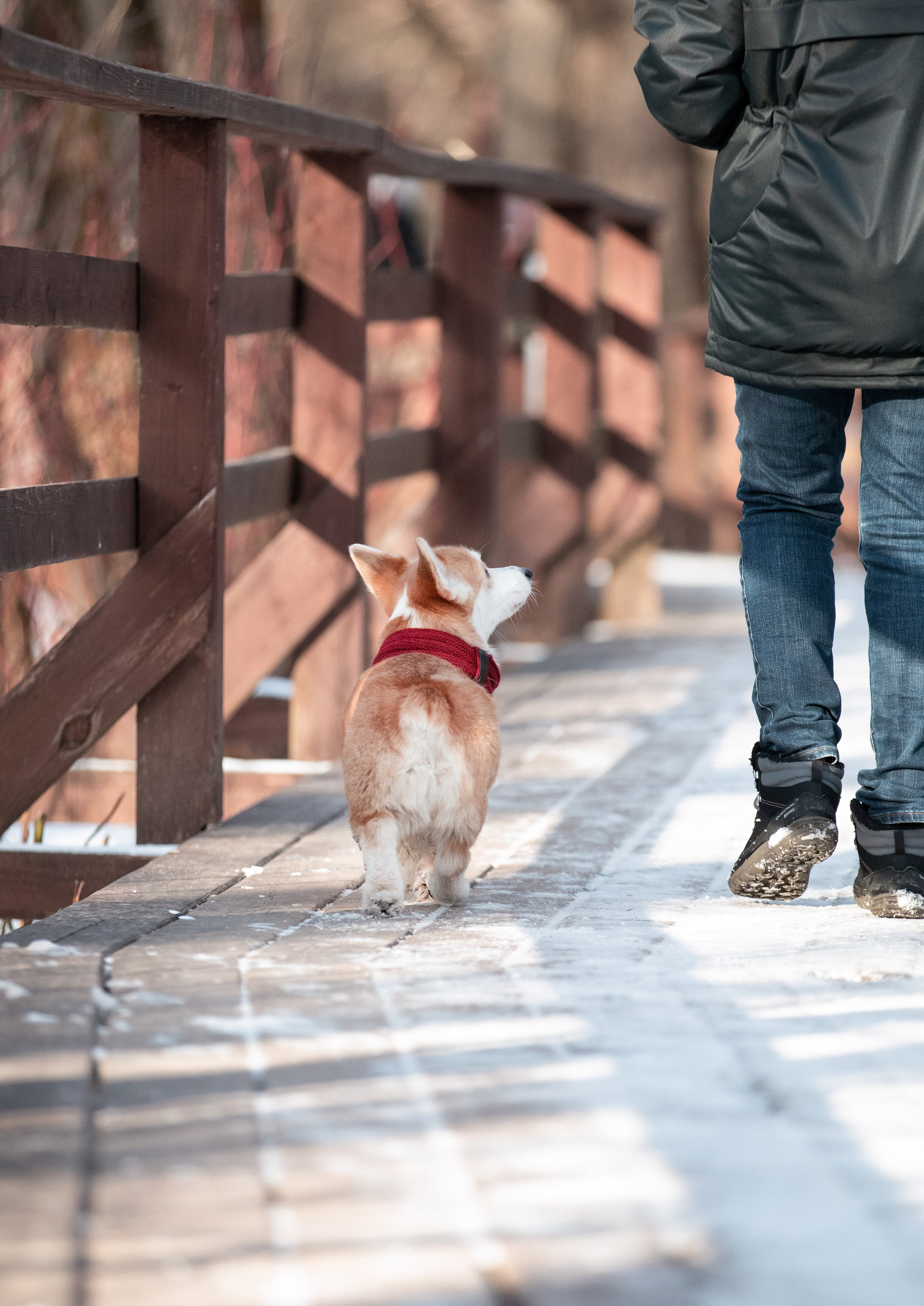 Даша и Дживс. Фотограф-анималист Смирнова Клеопатра|Москва