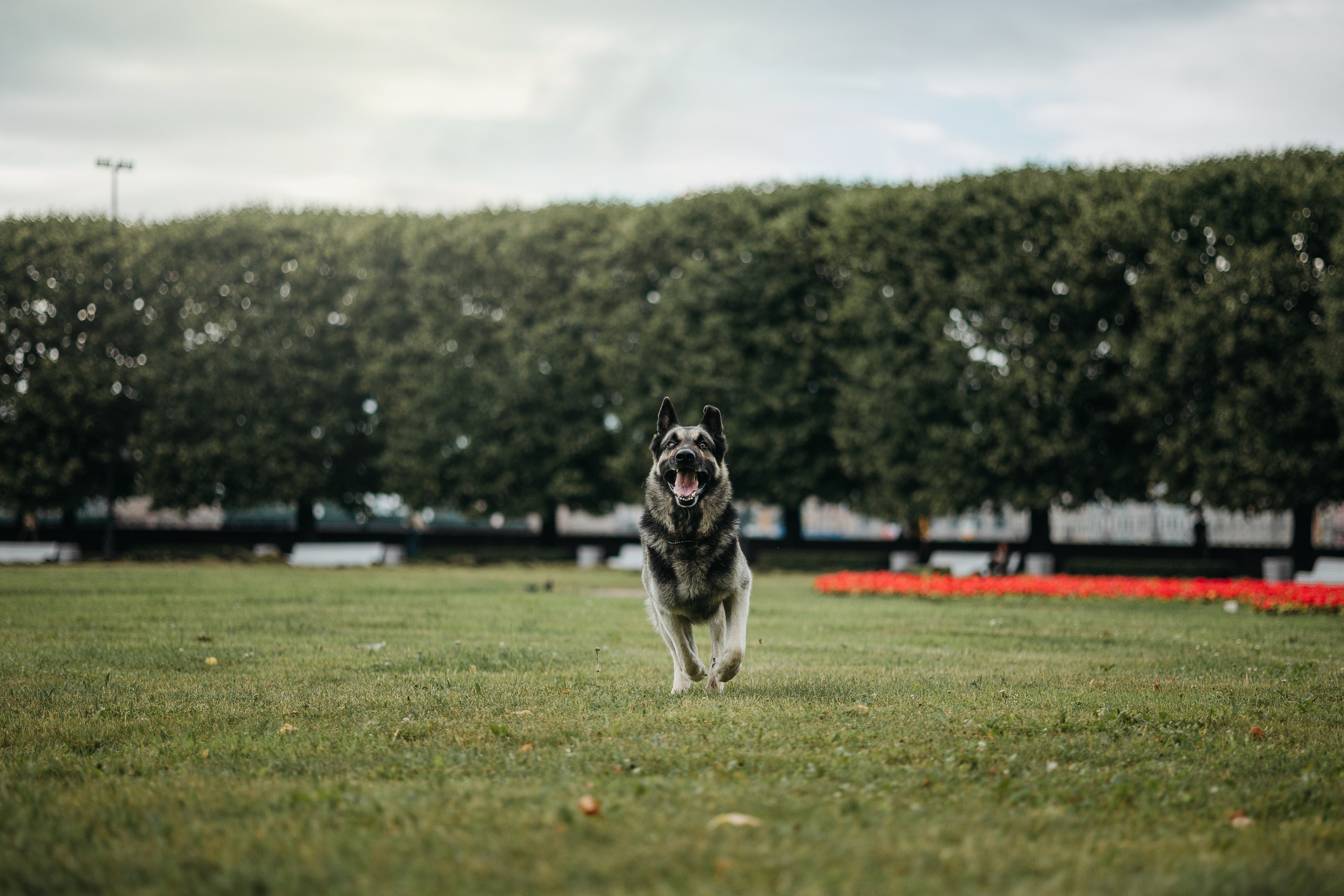 Рей и Ксения. Фотограф — Анималист | Санкт-Петербург