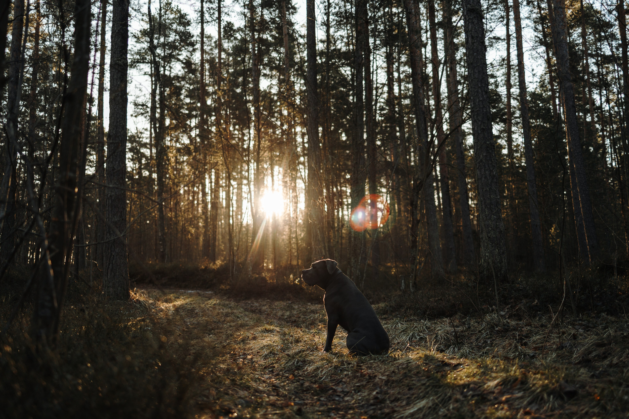 Анна и Лана. Фотограф — Анималист | Санкт-Петербург