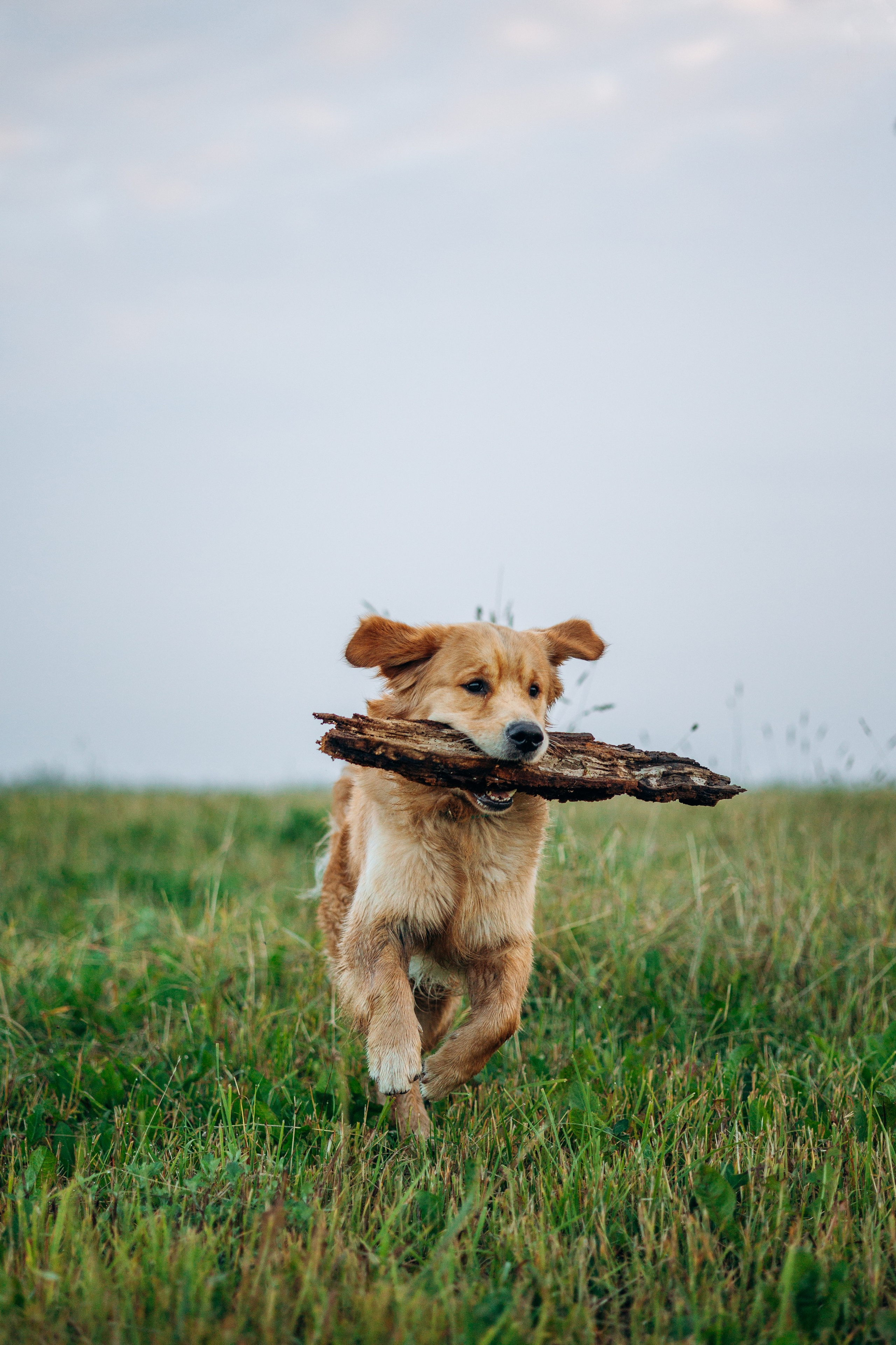 Аня и Ноллан. Фотограф — Анималист | Санкт-Петербург