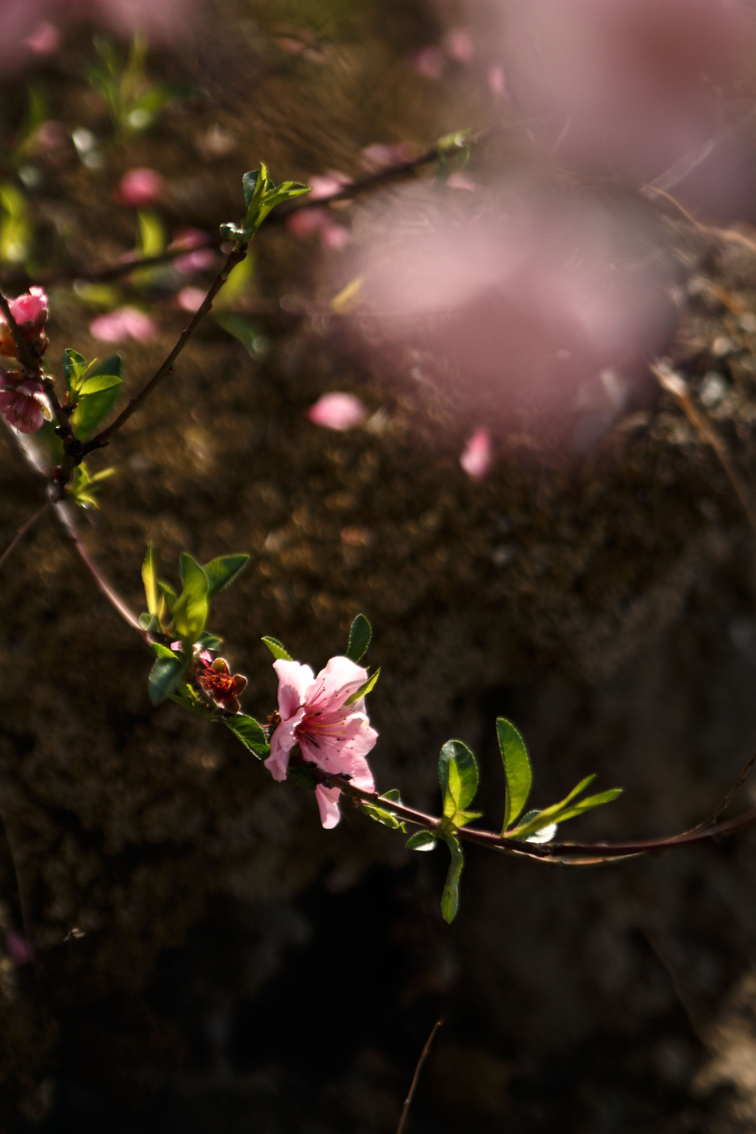 Весна. Катя Цвет