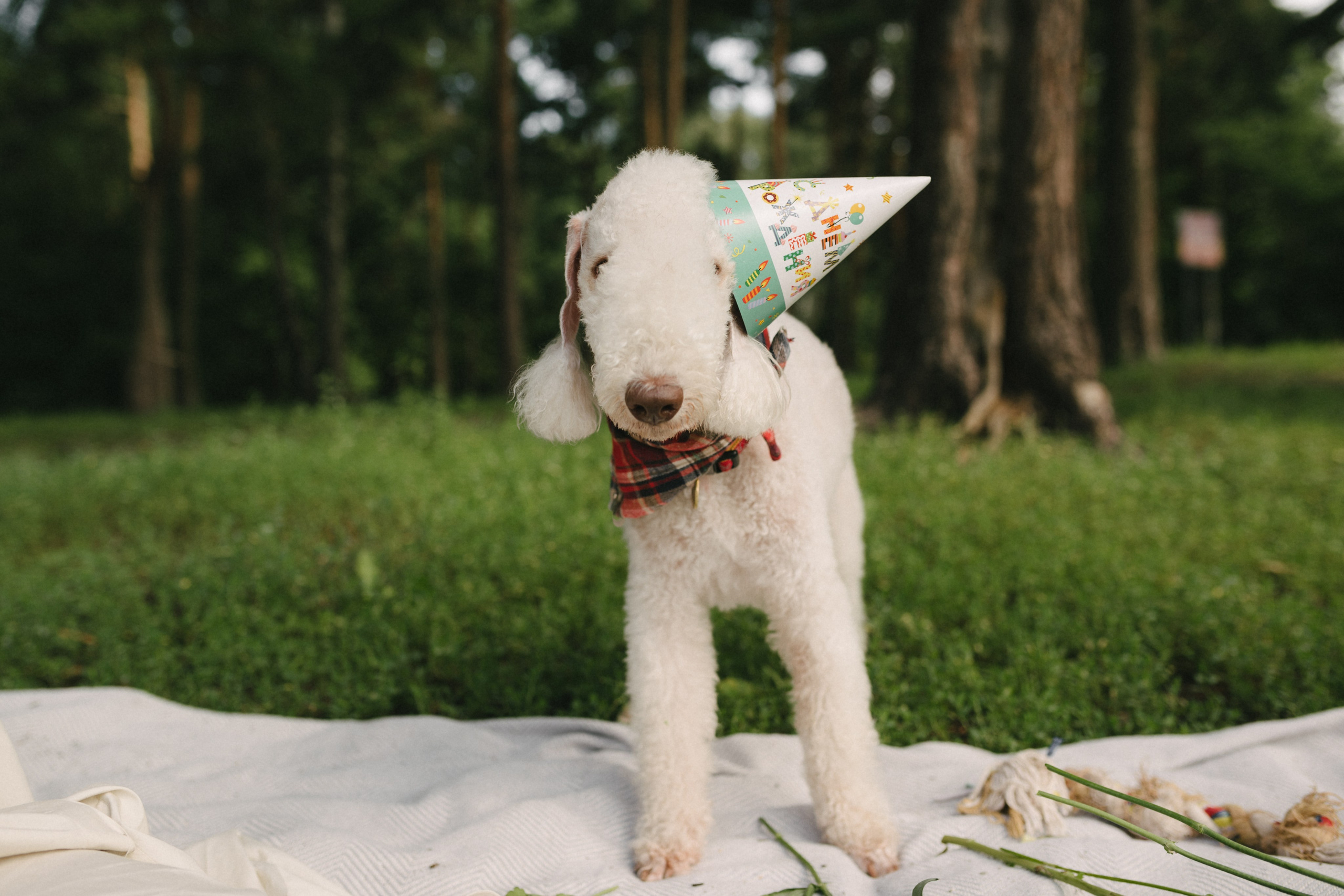 Лиза и Каспер. Фотограф анималист в Москве Ольга Агушева