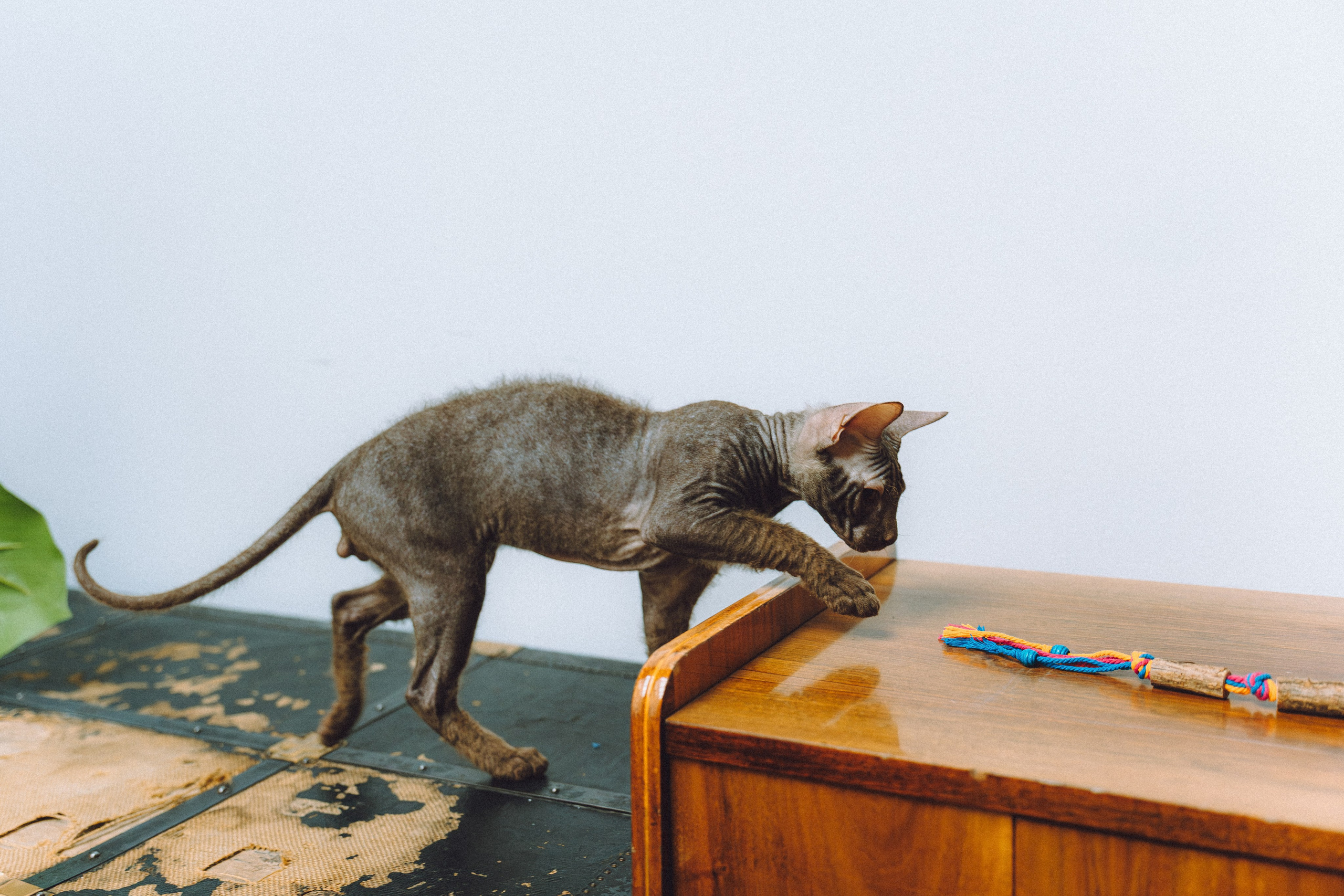 Кокос, Света, Динара и Вилли