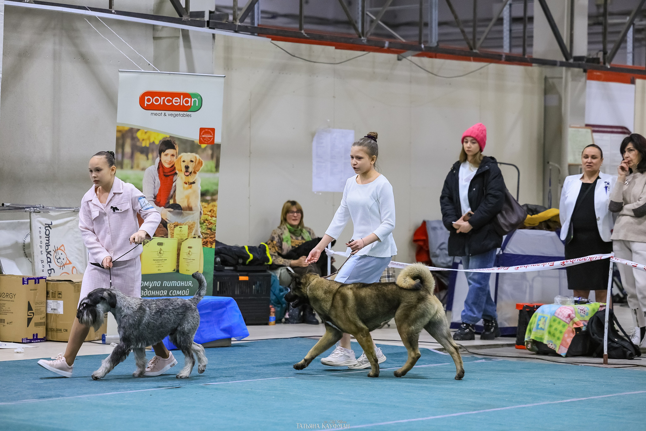 6-7.12.25 — 1-4 Национальные выставки собак в Новосибирске (2х рейтинговые). Фотограф Анималист из Новосибирска Татьяна Кауфман