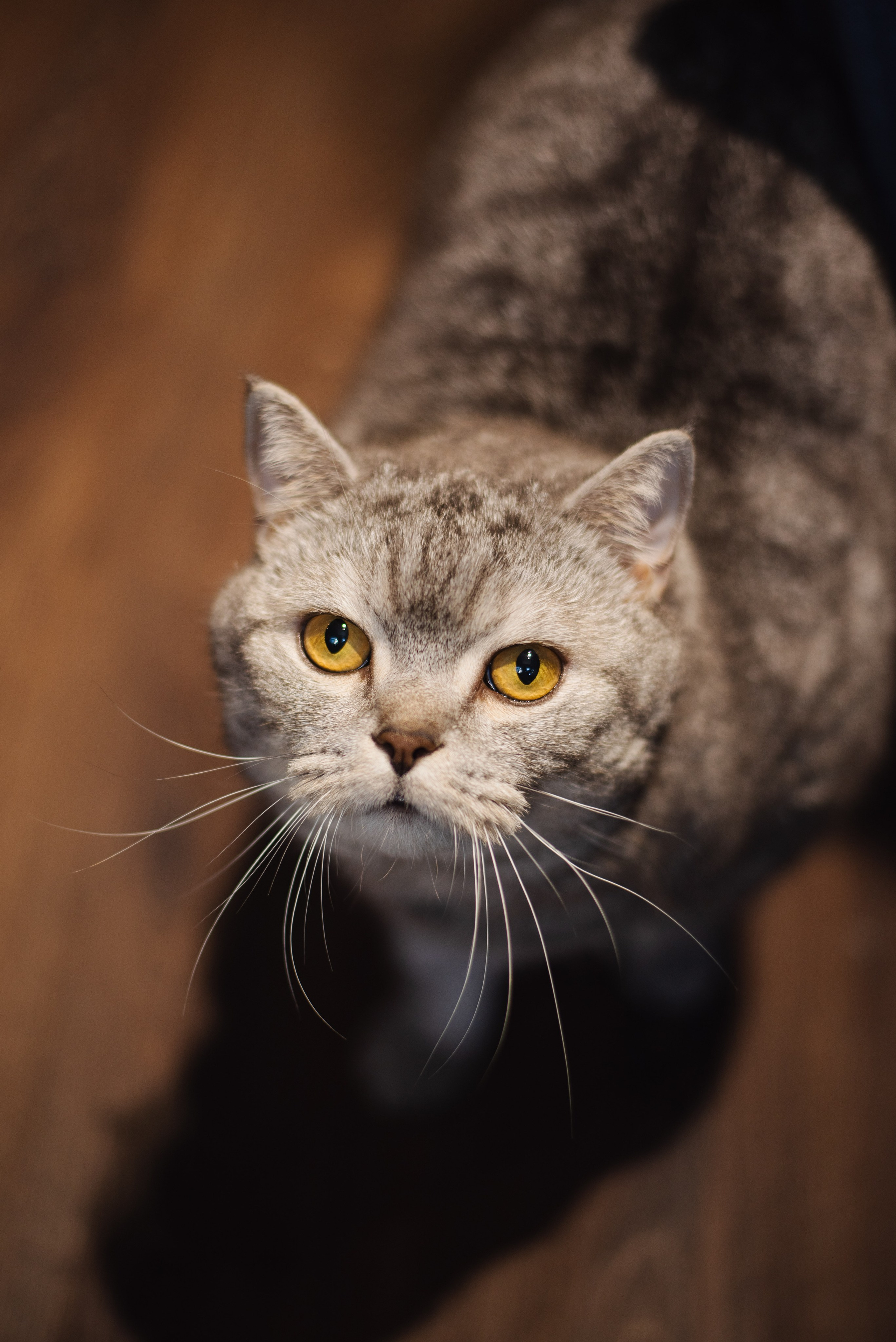 Григорий и Дарья. Свадебный фотограф Анастасия Бударина