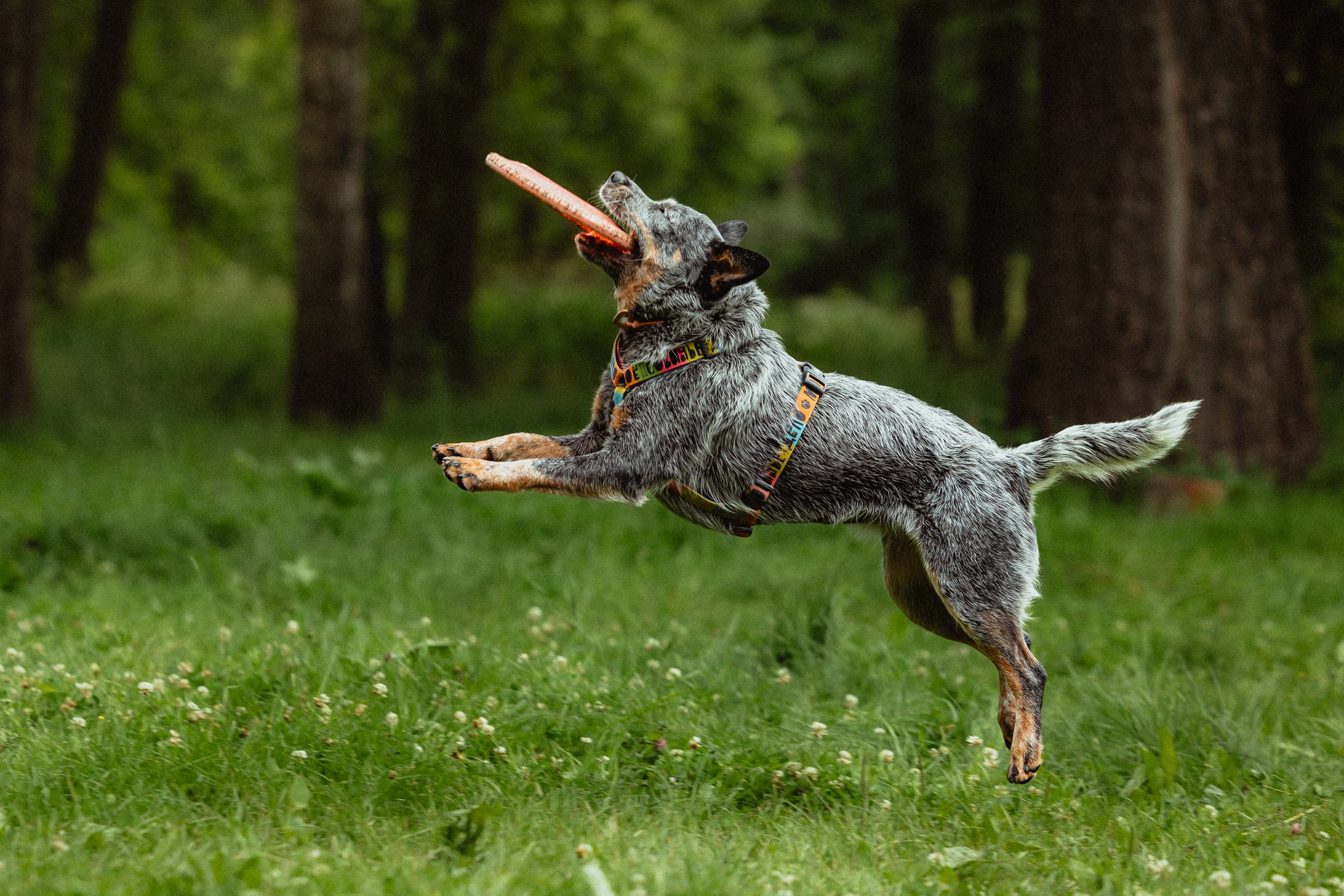 Выездной дог-тренинг от школы «Шерсть имею»