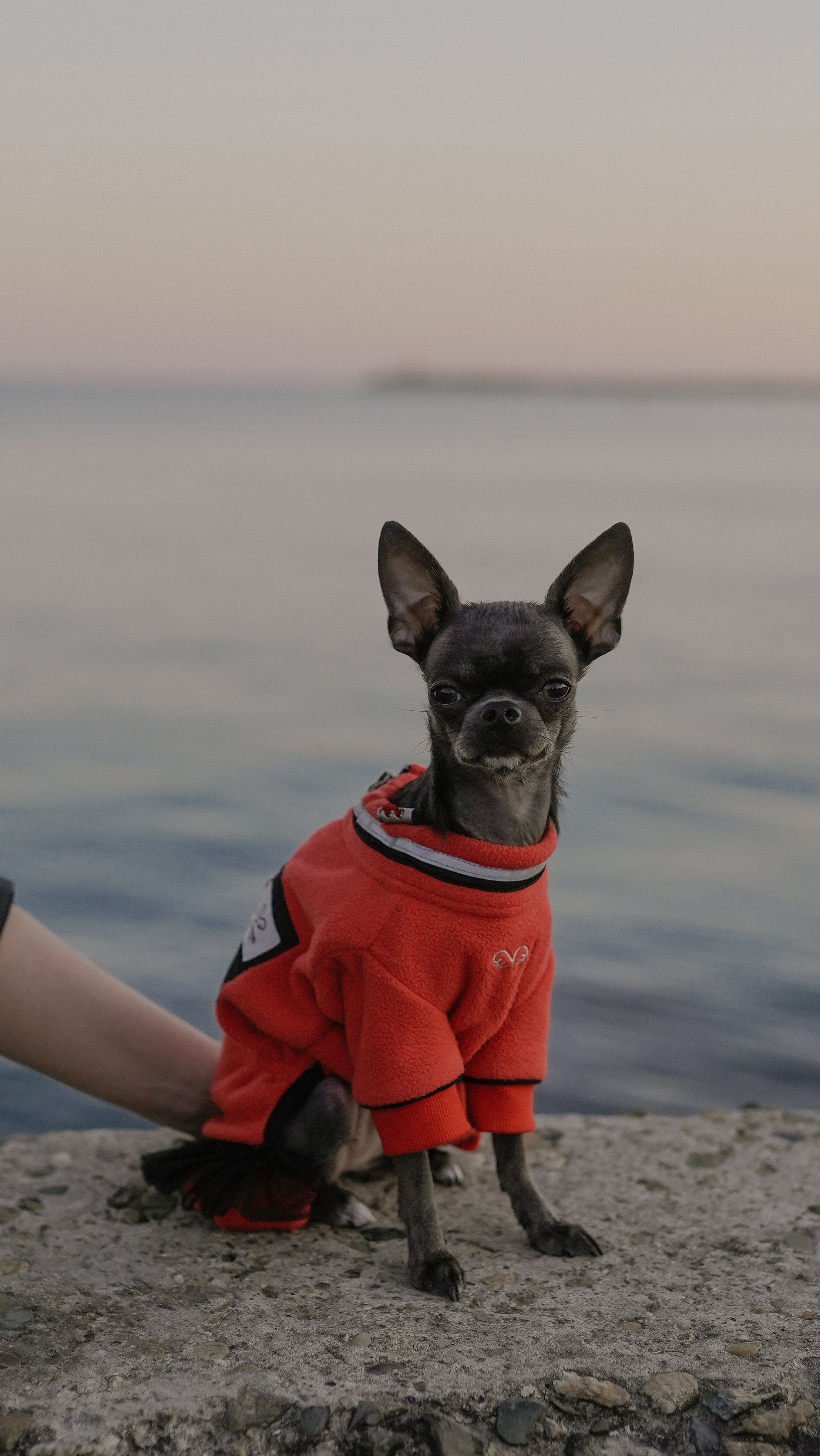 Ирина, Игорь и Джесси. Милана Довгаль - семейный фотограф и видеограф  в Адлере и Сочи