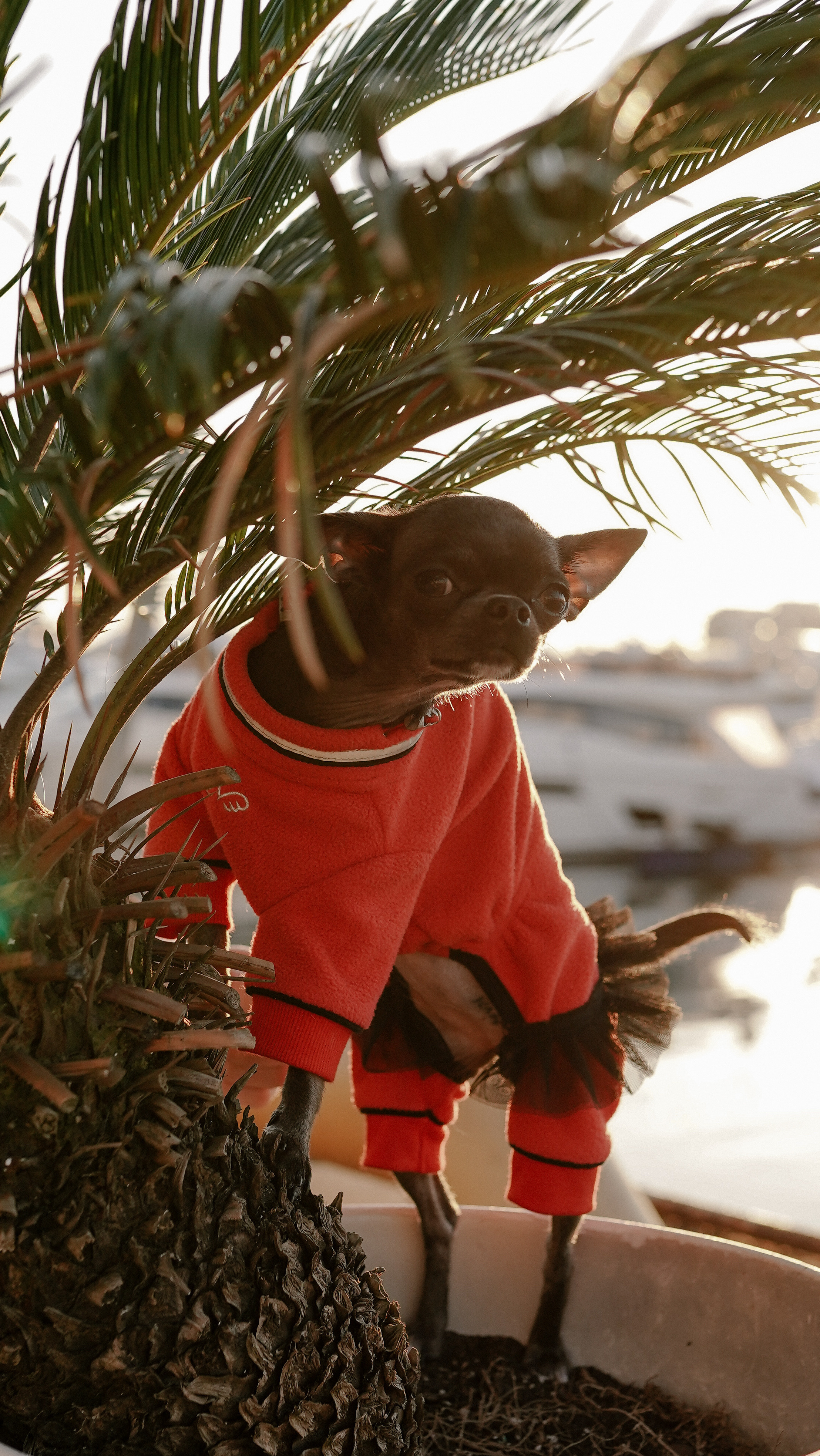 Ирина, Игорь и Джесси. Милана Довгаль - семейный фотограф и видеограф  в Адлере и Сочи