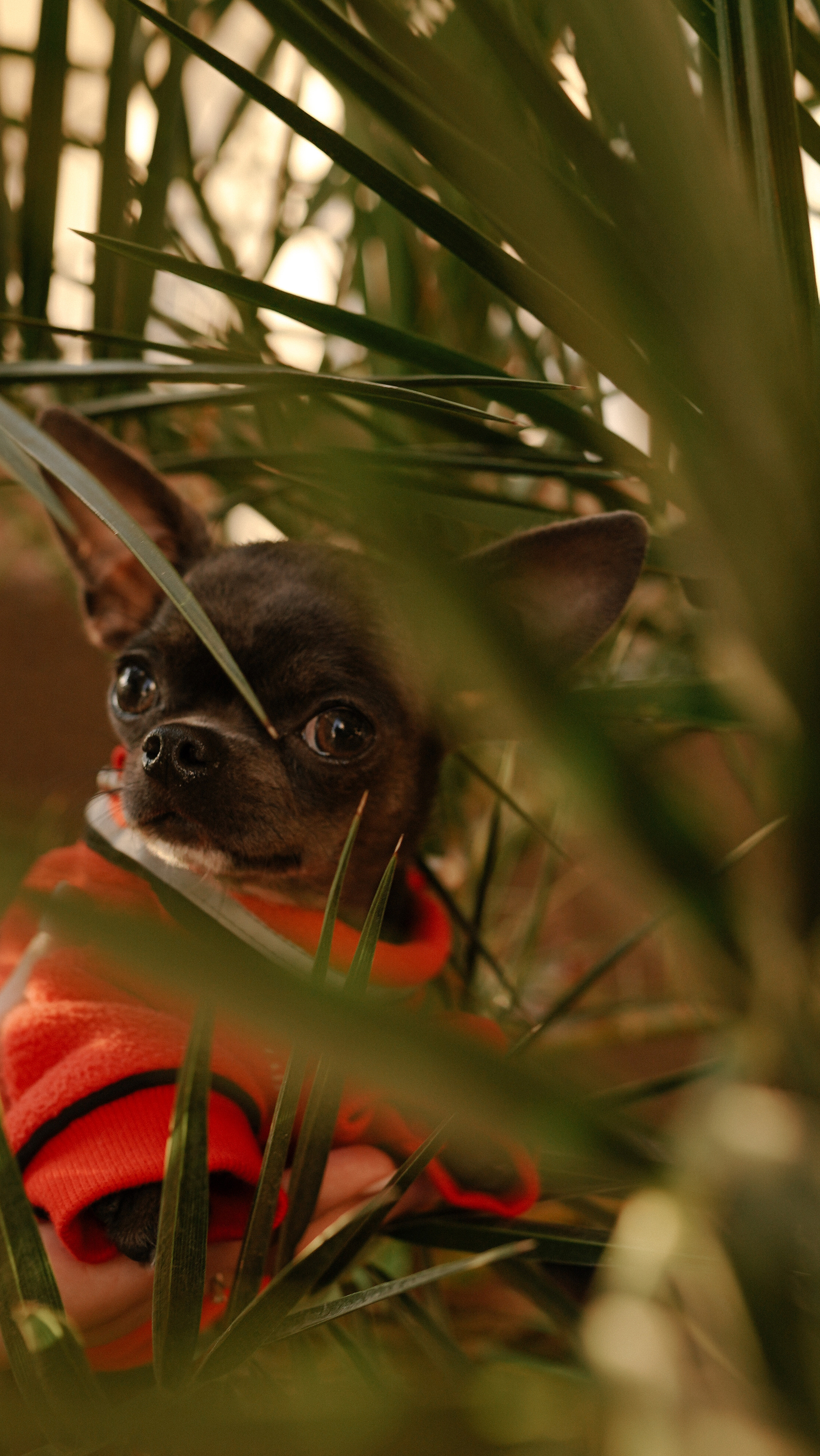 Ирина, Игорь и Джесси. Милана Довгаль - семейный фотограф и видеограф  в Адлере и Сочи