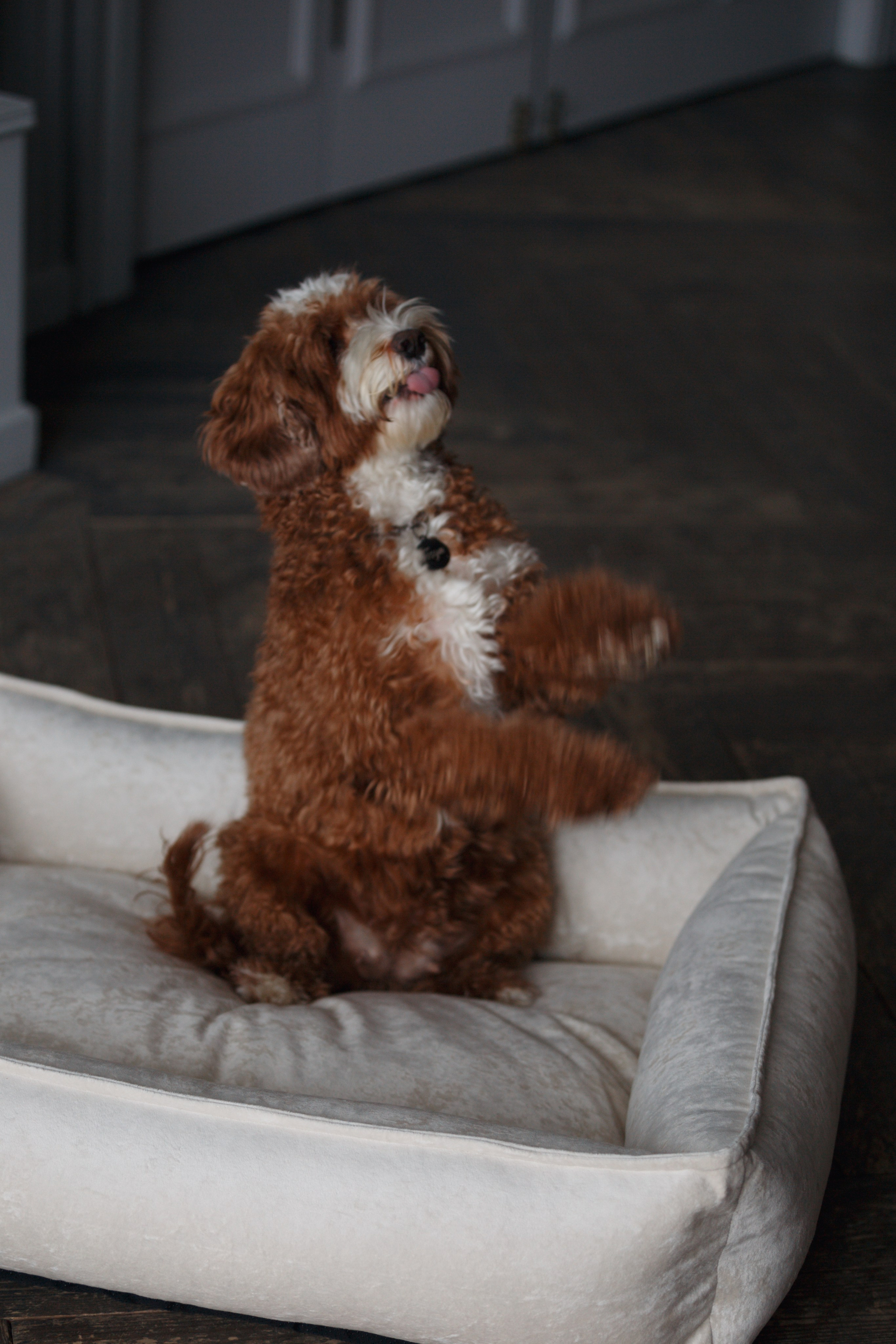 Bmbh лежанки и адресники. Фотограф анималист Кристина Карпова, Москва