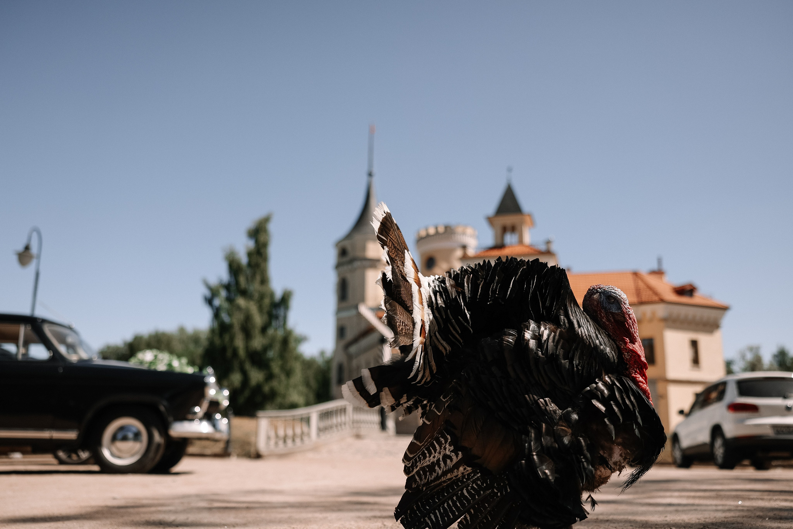 Света и Сергей. Свадебный и семейный Фотограф Денис Кошель