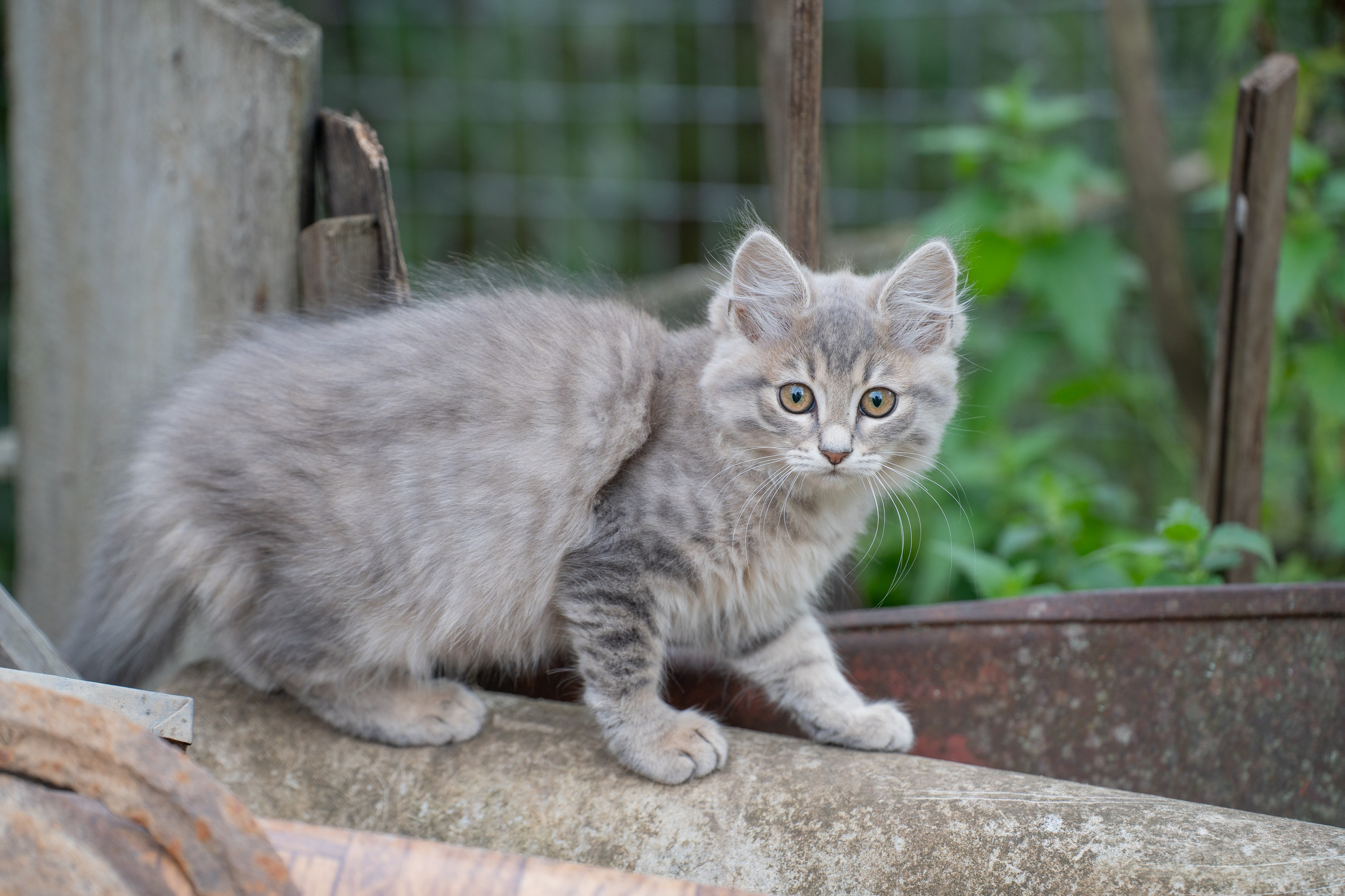 Анимализм. Портретный фотограф Олеся Владимирова в Москве