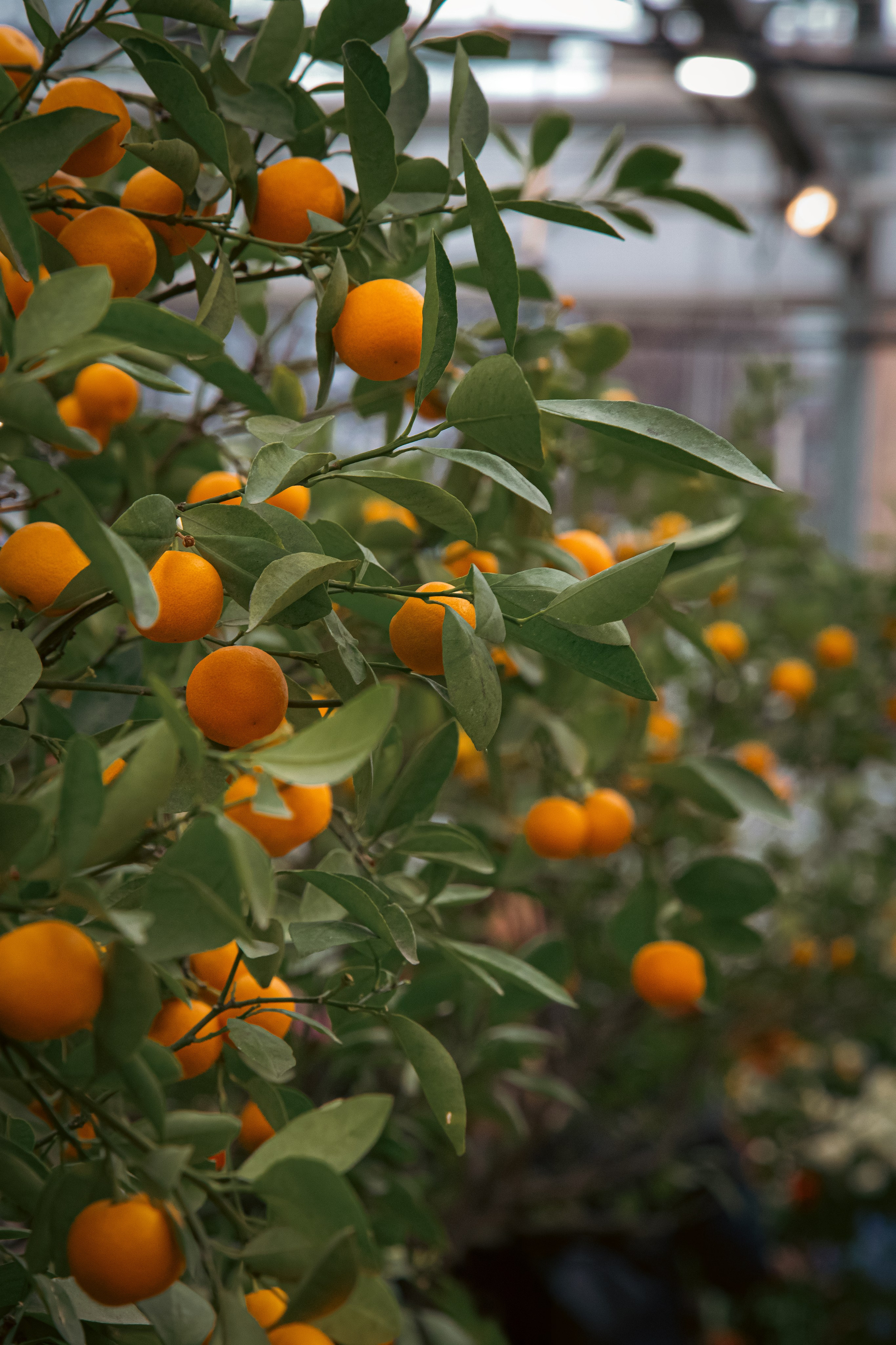 Персидский сад. Dmitriy [KCCC] is a pretty cool photographer