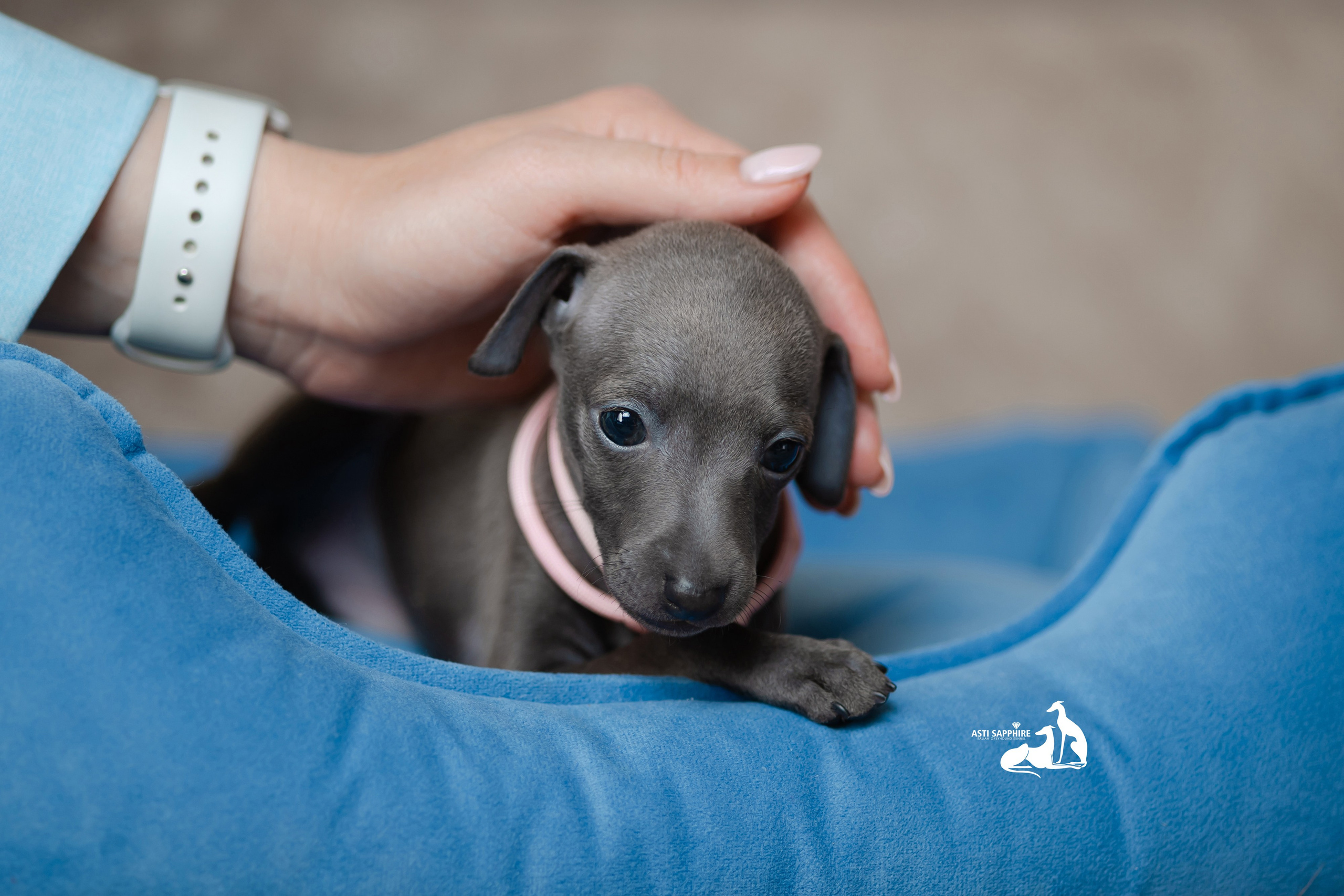 Весенние крошки. Professional Italian Greyhound Kennel RKF/FCI ASTI SAPPHIRE 💎 Sochi|St. Petersburg