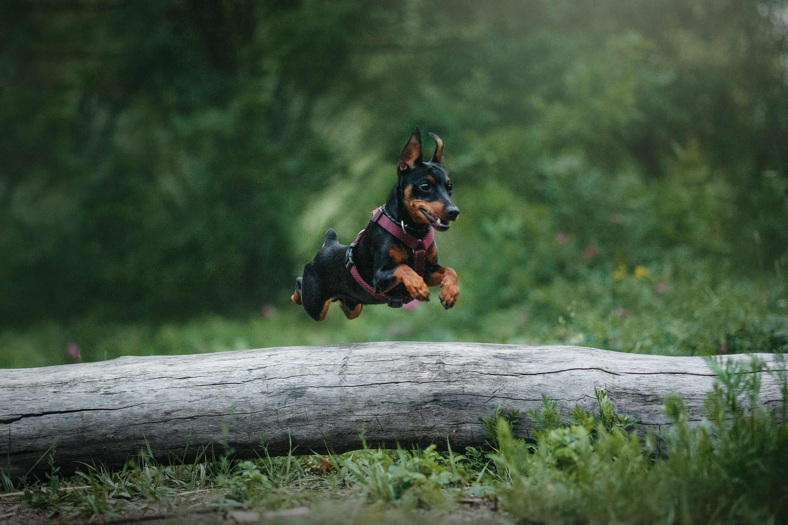 Сириус и его семья. Фотограф — Анималист | Санкт-Петербург