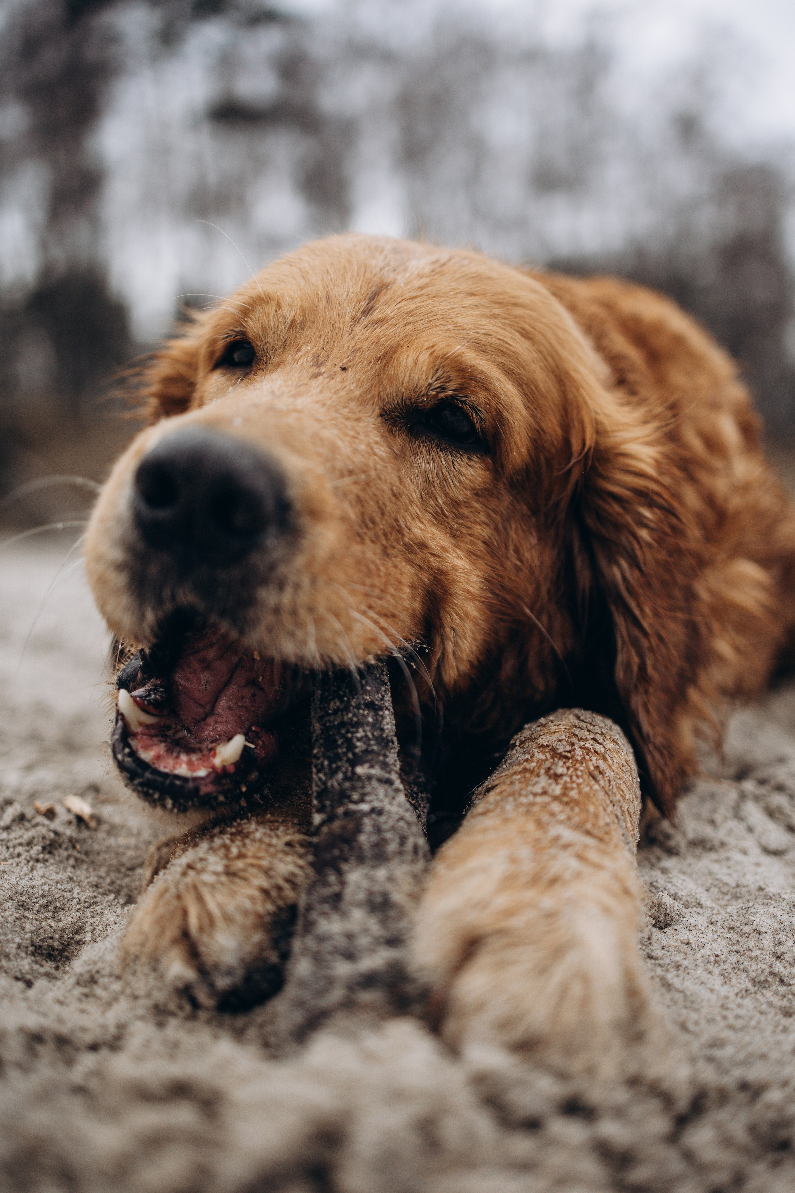 Юля и Максик. Фотограф — Анималист | Санкт-Петербург
